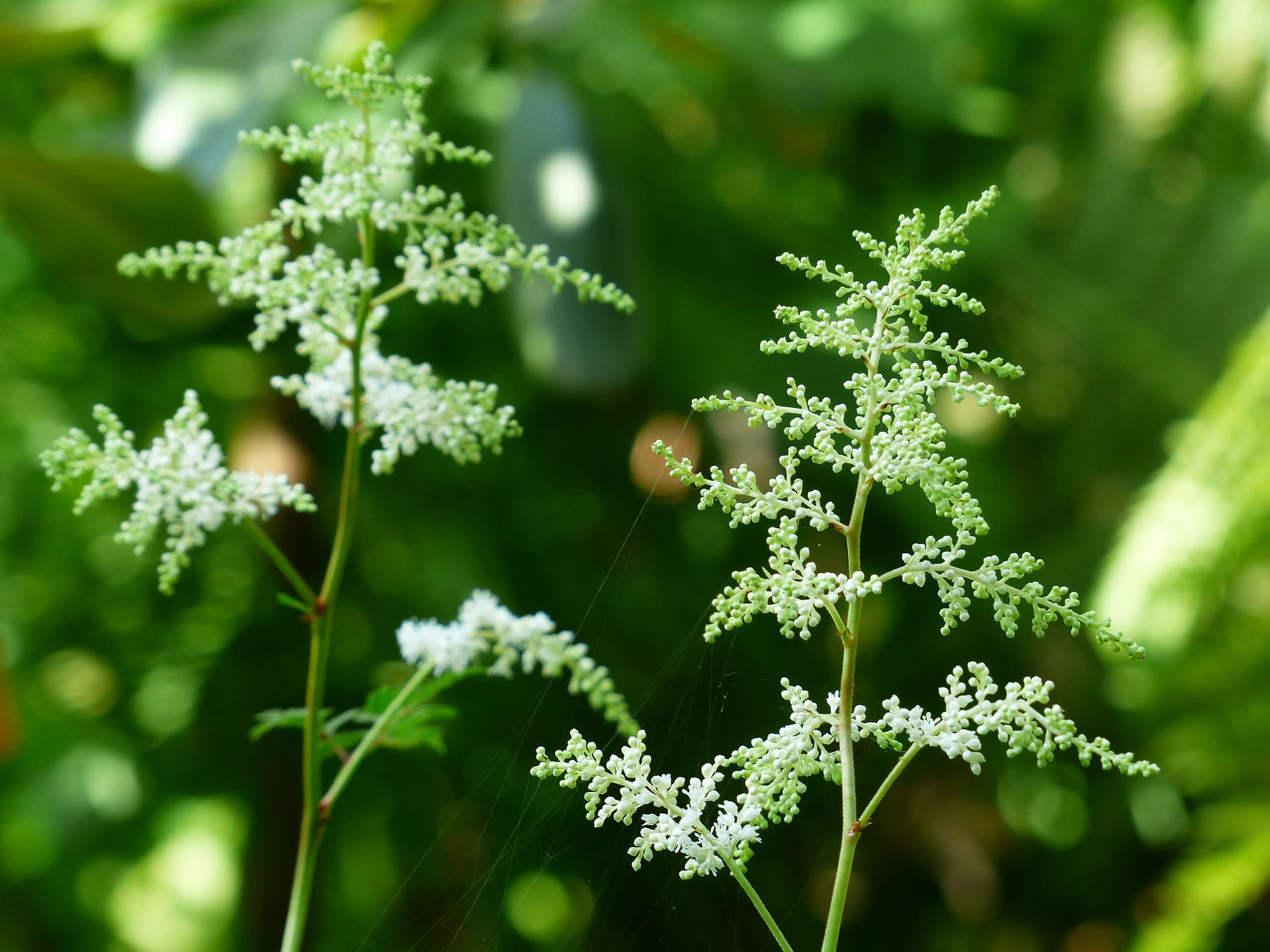 Aruncus