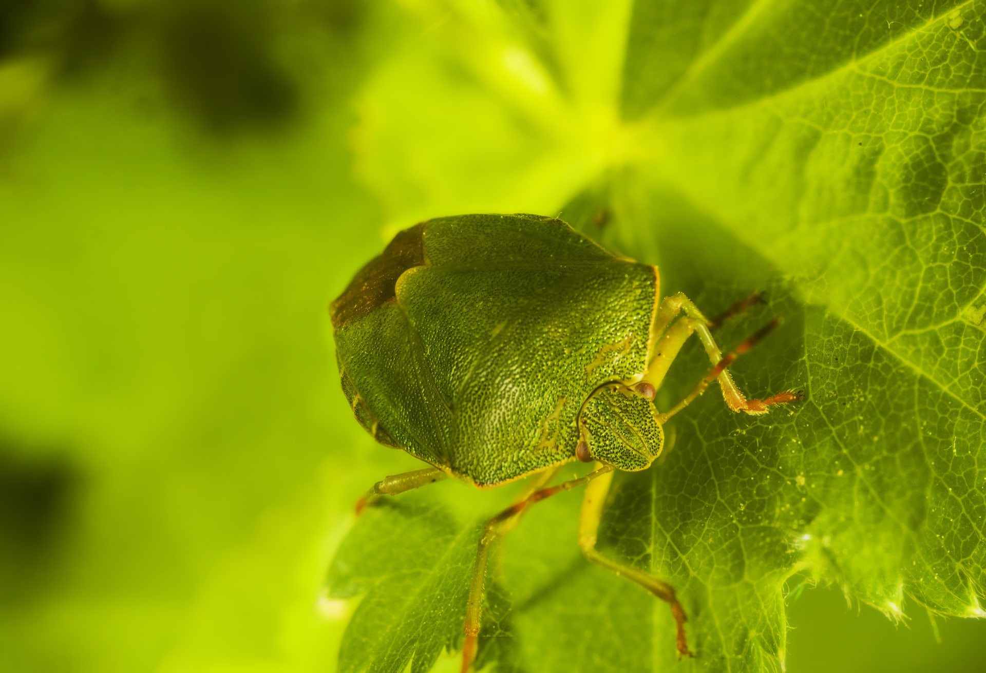 Palomena prasina (Palomena prasina)