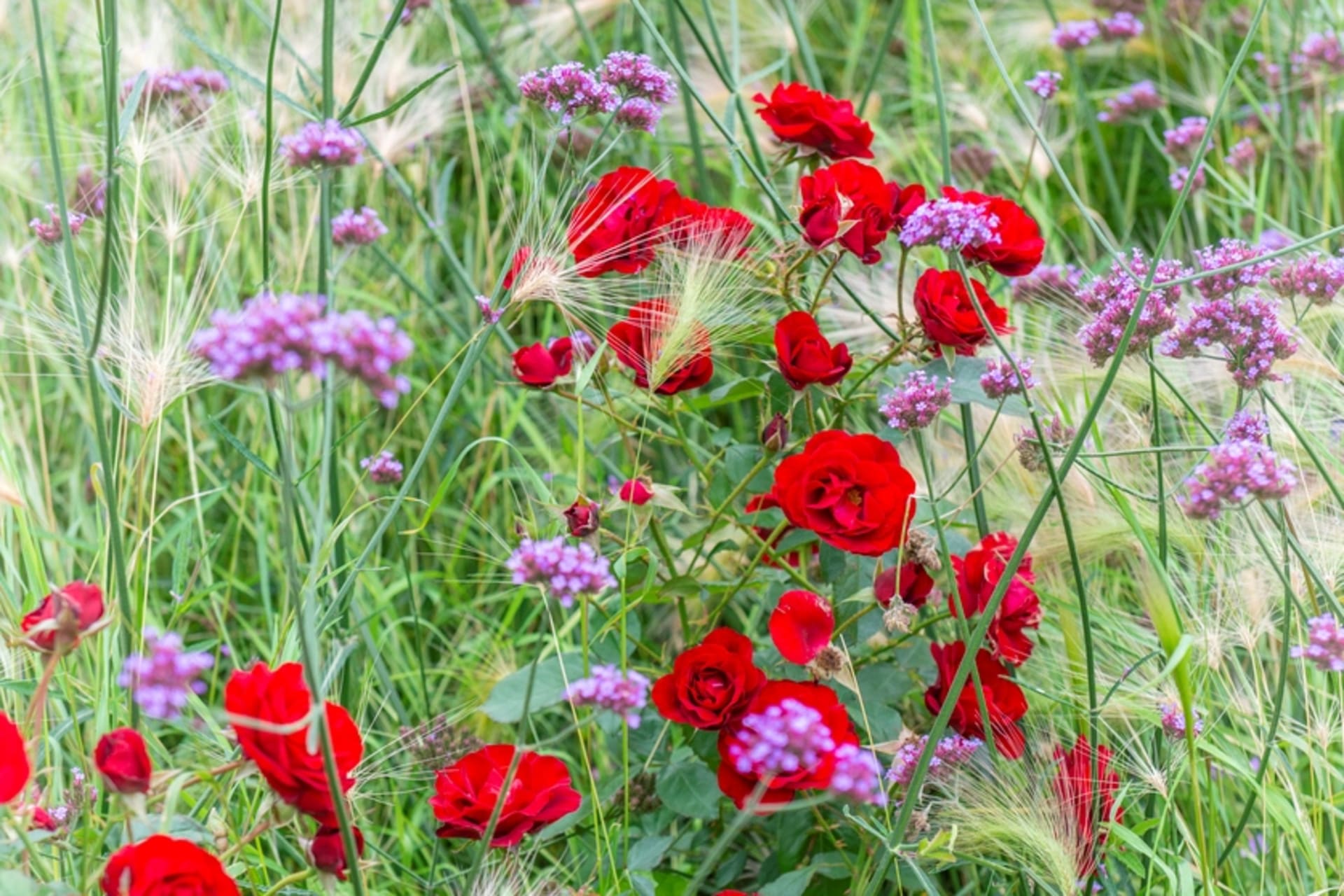 Turzyca argentyńska (Verbena bonariensis)