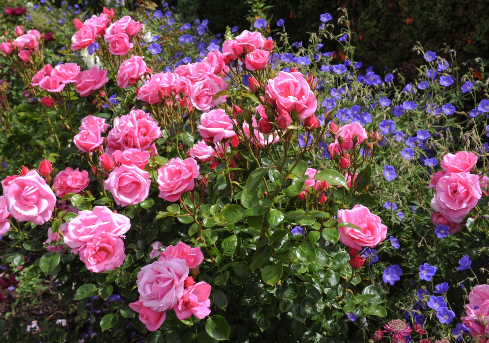 Jakość (geranium)