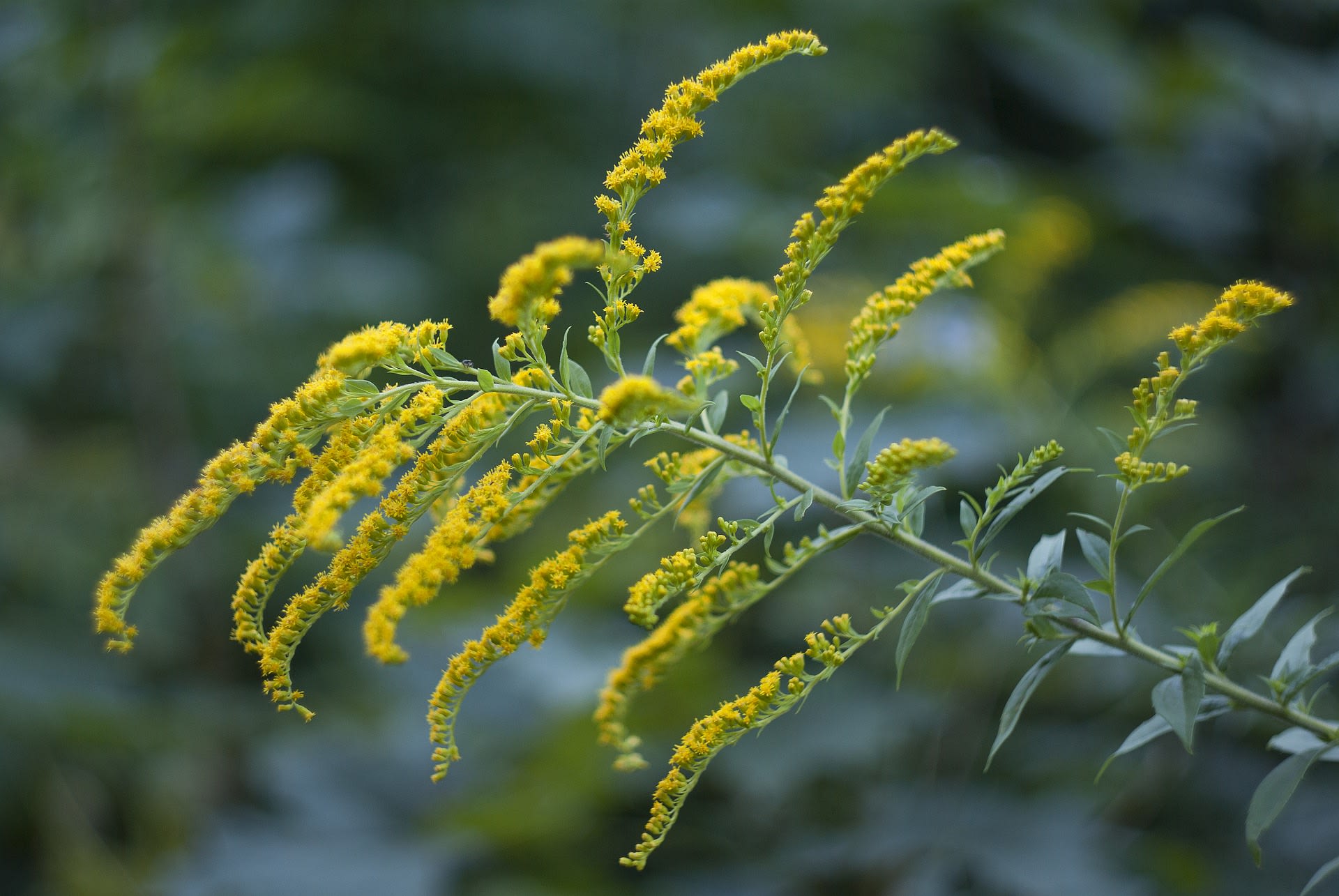 Nawłoć (Solidago)