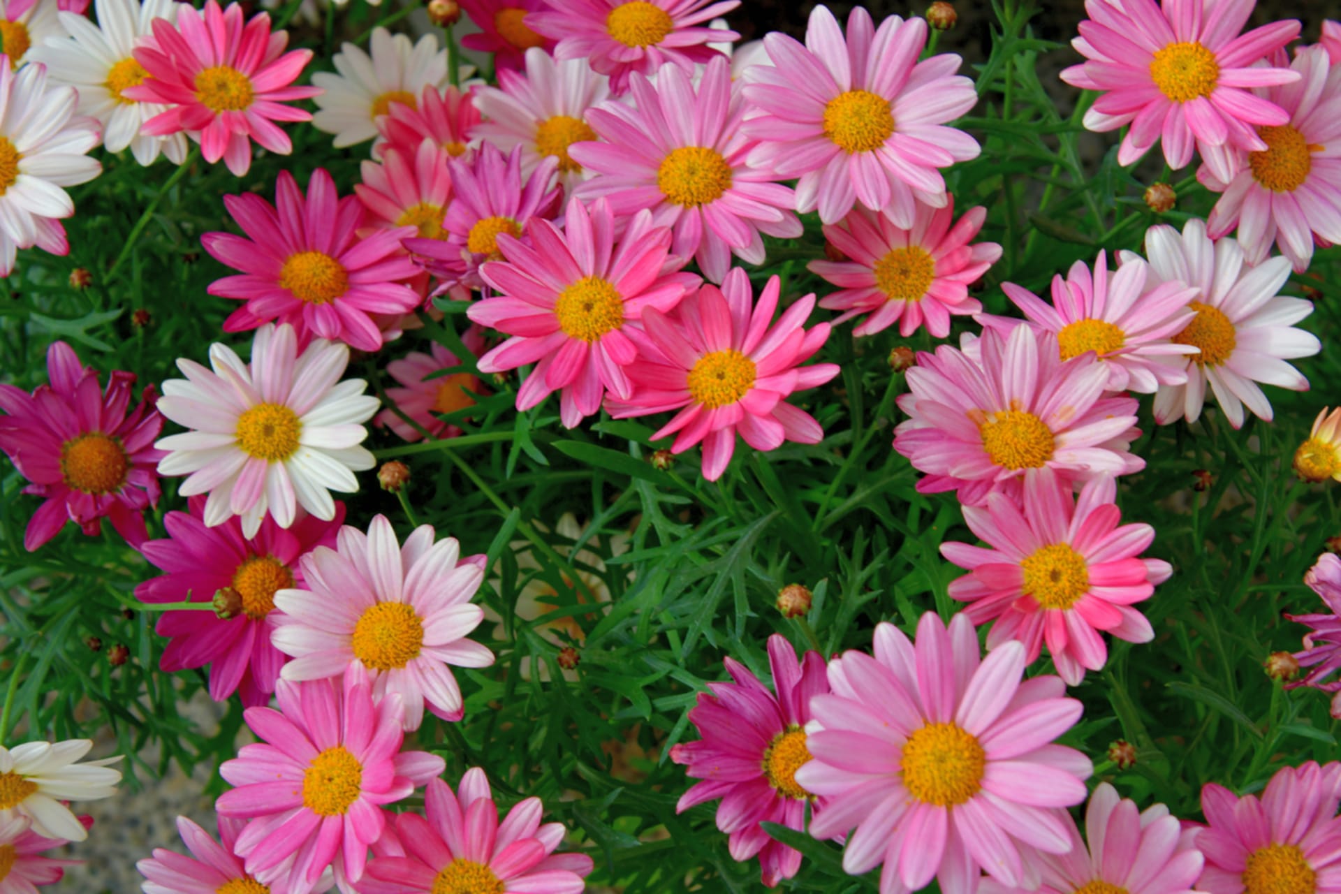 Stokrotka paryska, stokrotka drzewiasta, stokrotka drzewiasta (Argyranthemum)