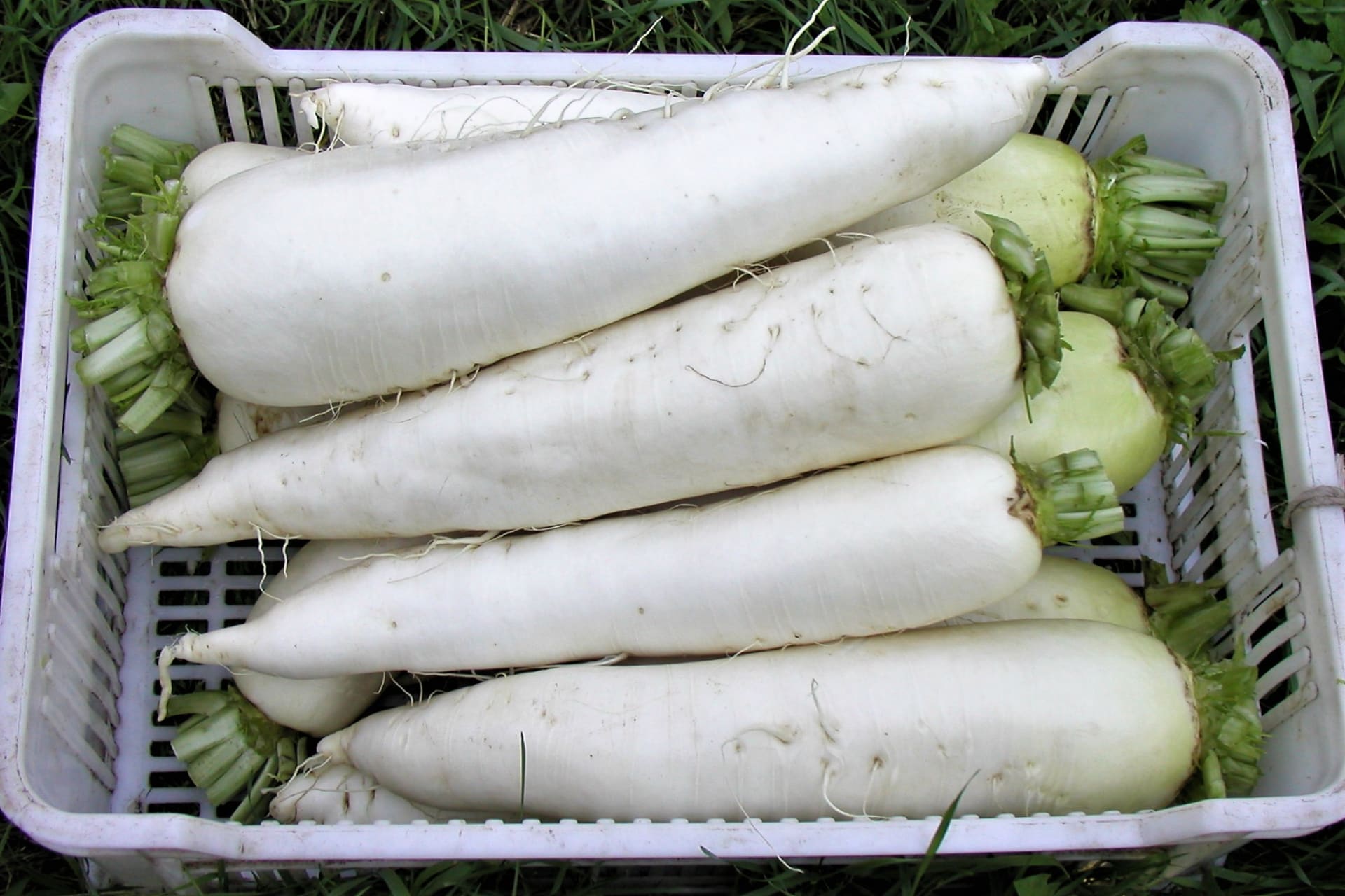 Wydłużona rzodkiewka japońska typu daikon zadomowiła się już tutaj na stałe.  Osiąga przyzwoite rozmiary, korzeń może mierzyć do 40 cm i mieć średnicę do 10 cm