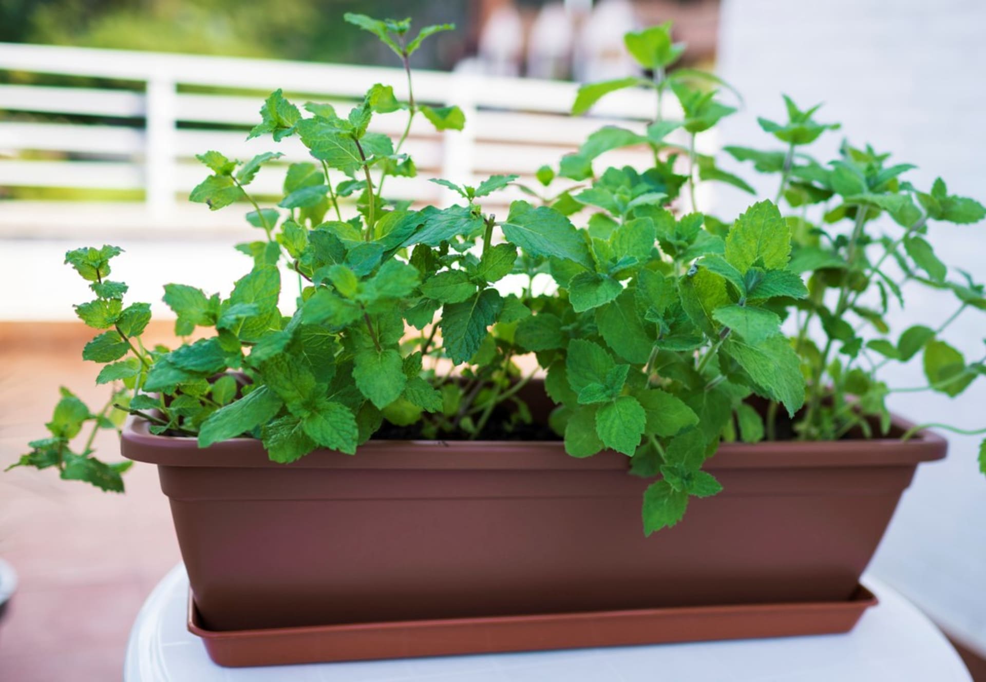 Mięta pieprzowa (Mentha piperita)