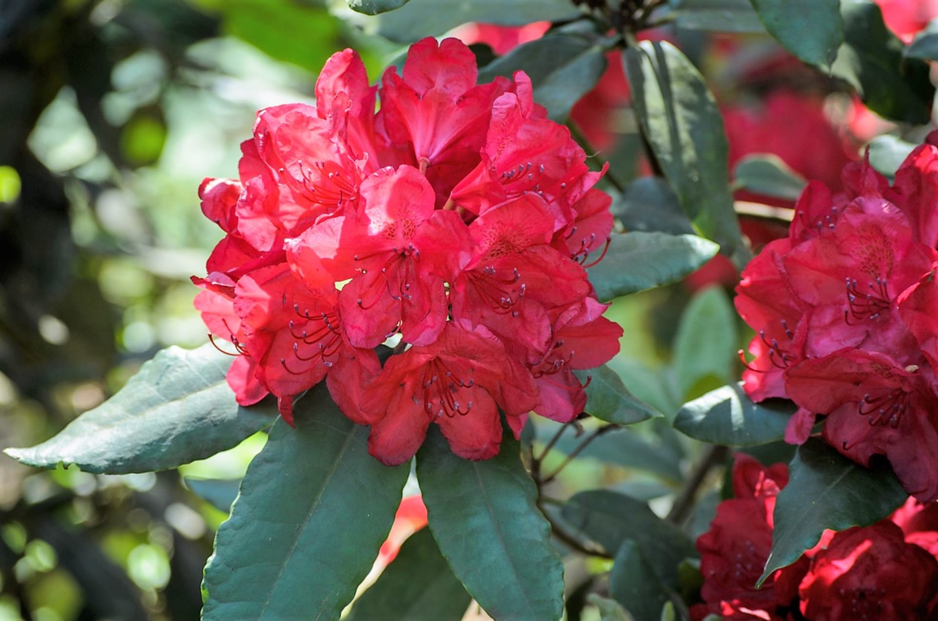 Różaneczniki (Rhododendron) wymagają naszej opieki nawet po kwitnieniu.