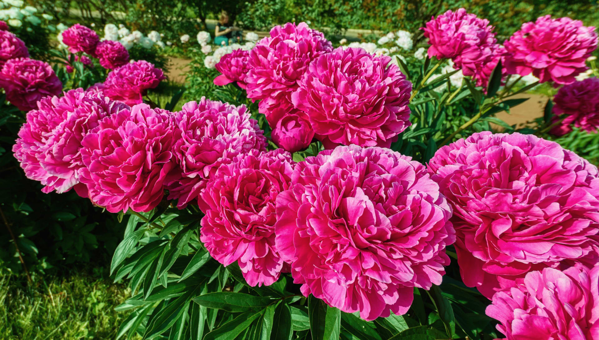 Piwonia chińska (Paeonia lactiflora) 