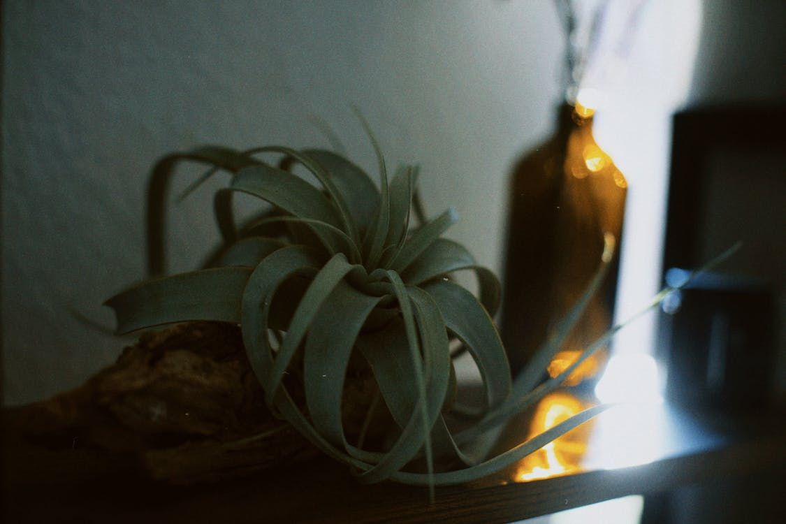 Tillandsia