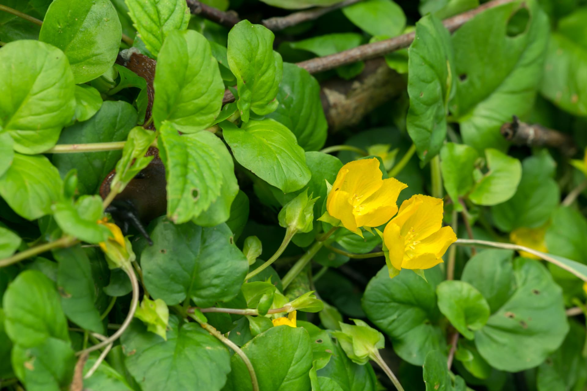 Wierzba pieniężna (Lysimachia nummularia)