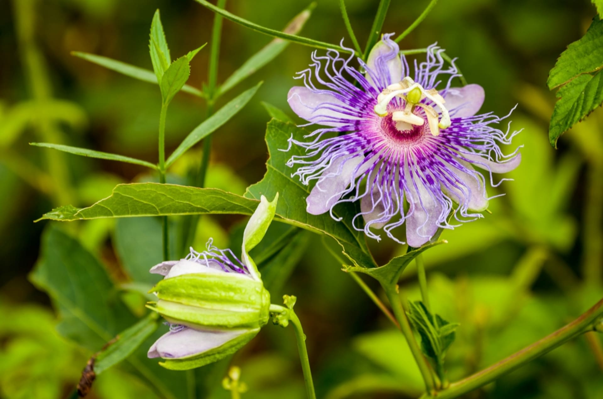 Passionflowers mają piękne, regularne kwiaty