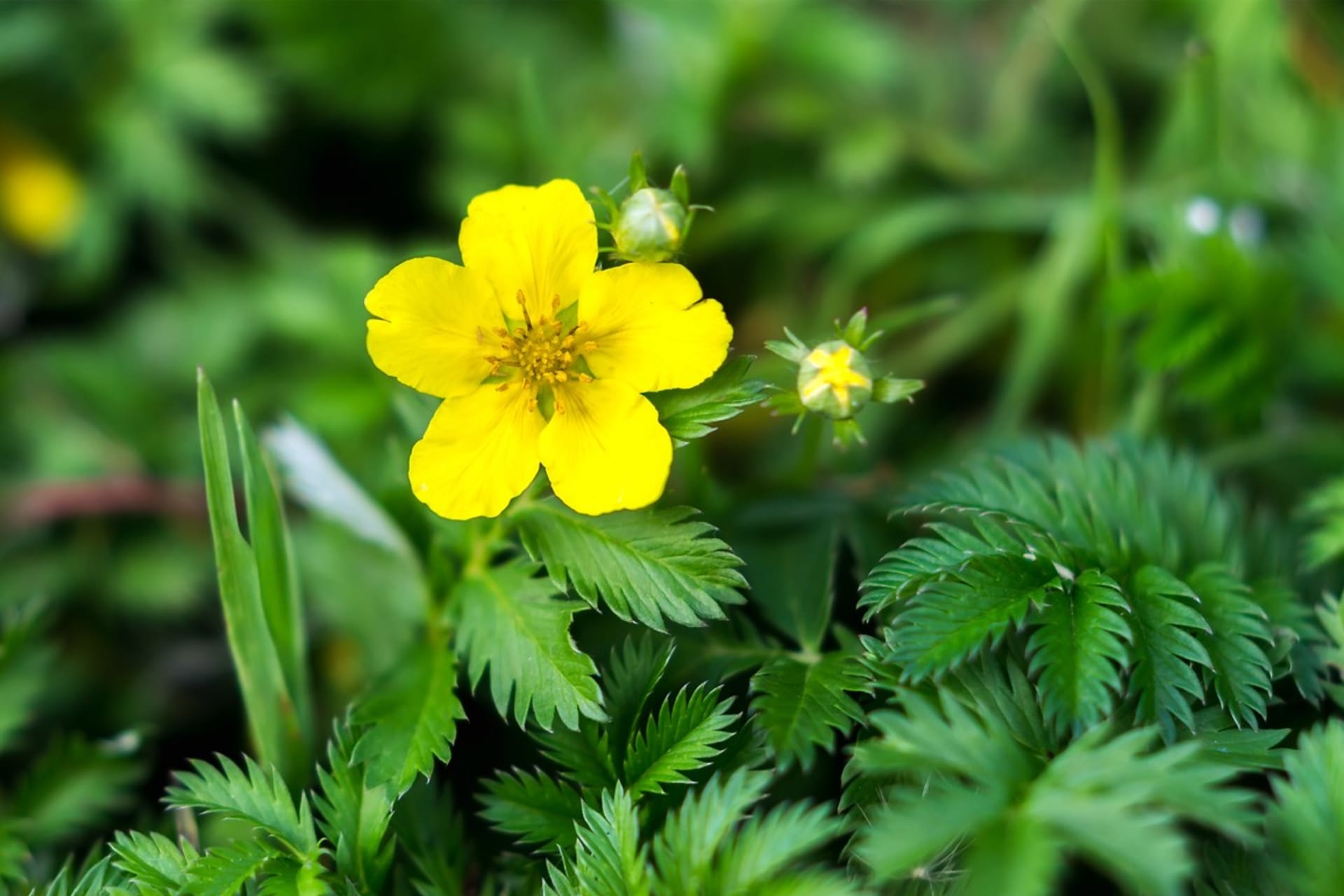 Turzyca gęsia (Potentilla anserina) to wieloletnia, nisko pnąca roślina o długich, wyprostowanych łodygach, często tworzących gęste drzewostany. 