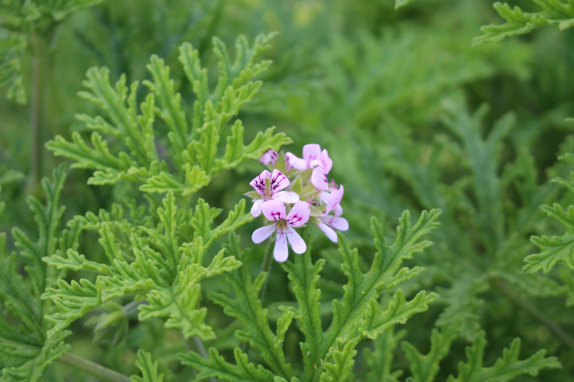 Pelargonia Różowa (Pelargonium Graveolens)