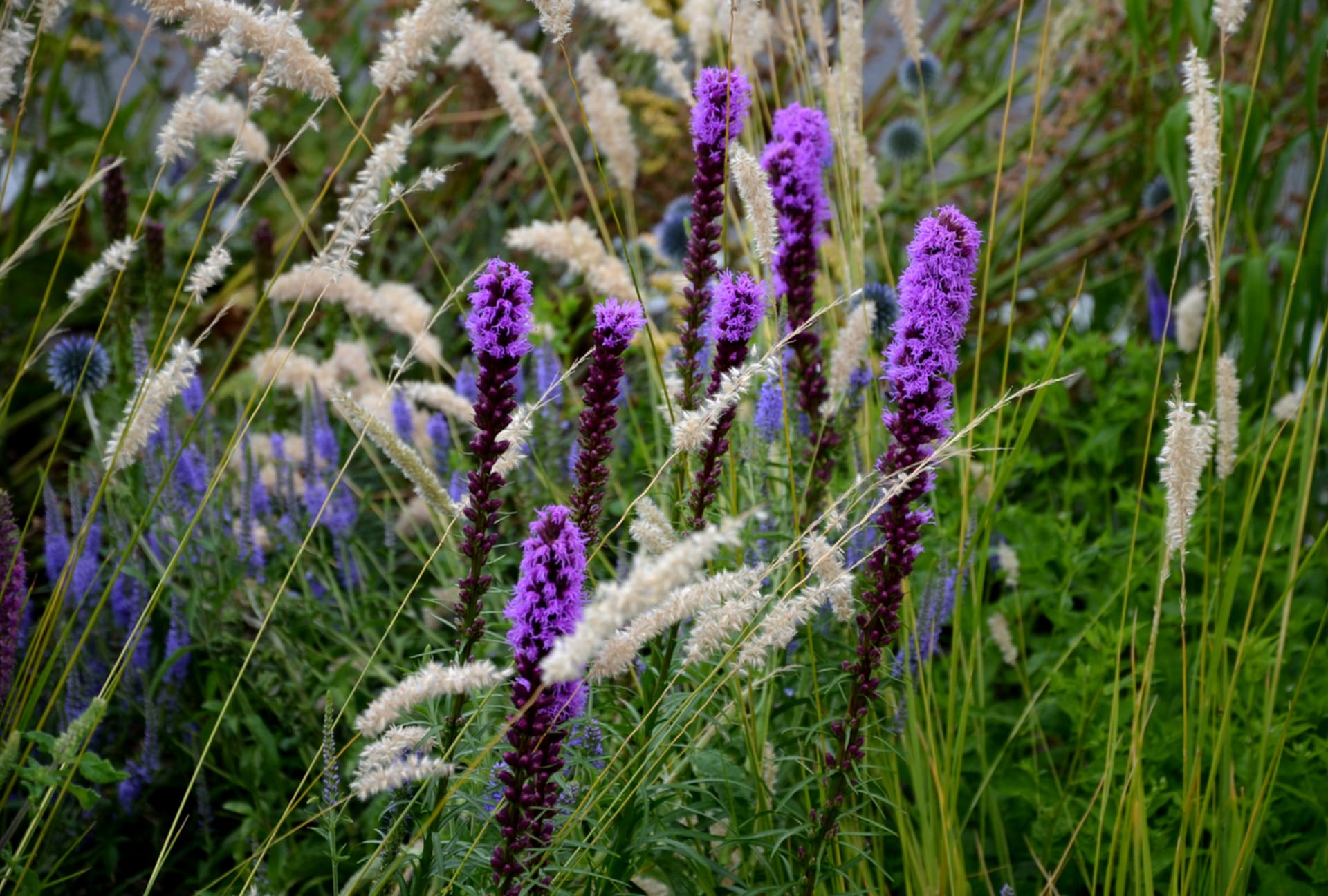 Liatris spicata (Liatris spicata)