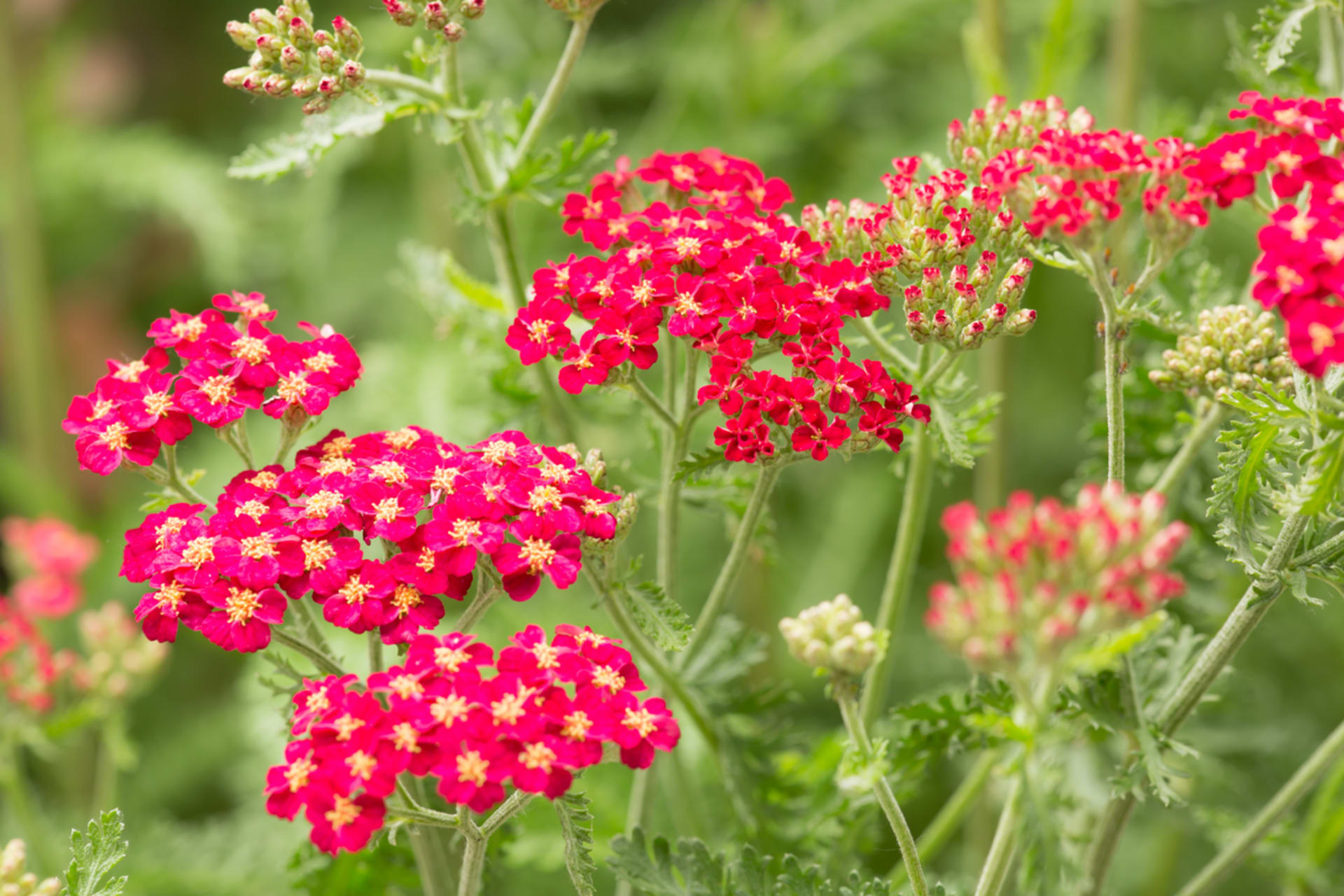 Krwawnik (Achillea)