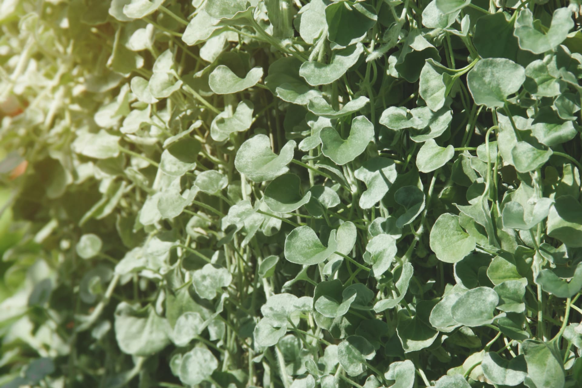 Dichondra, srebrny deszcz (Dichondra)