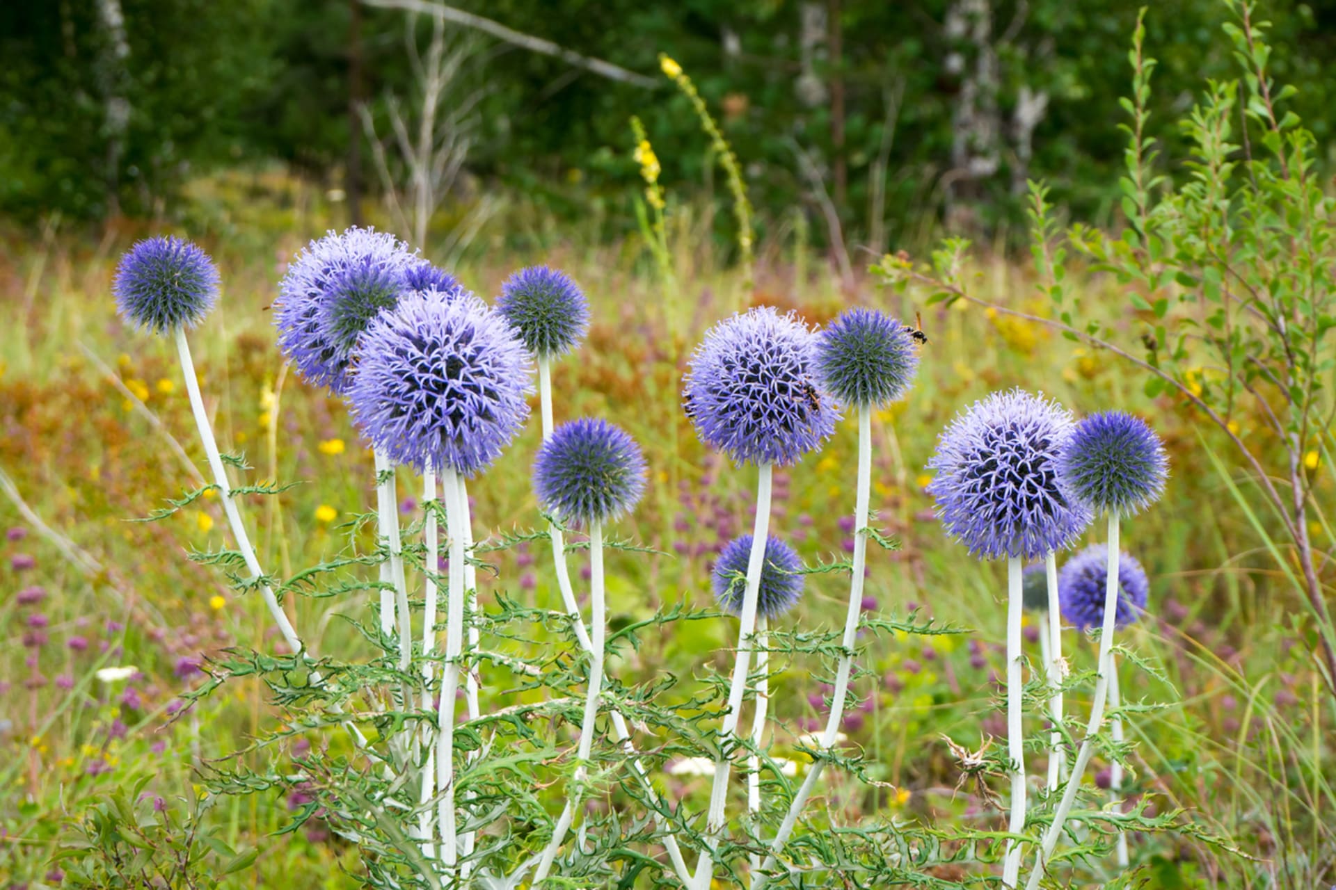 Ostropest plamisty (Echinops)