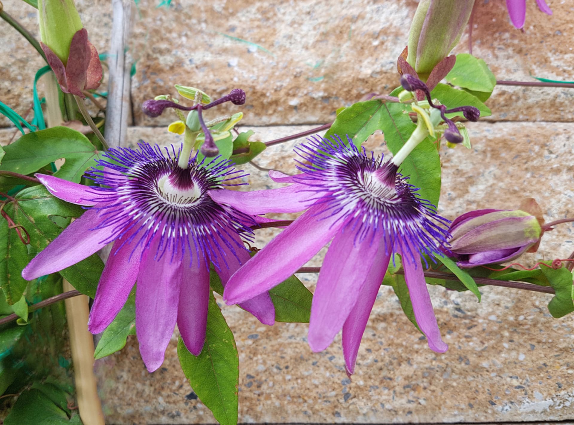 Passiflora fioletowa