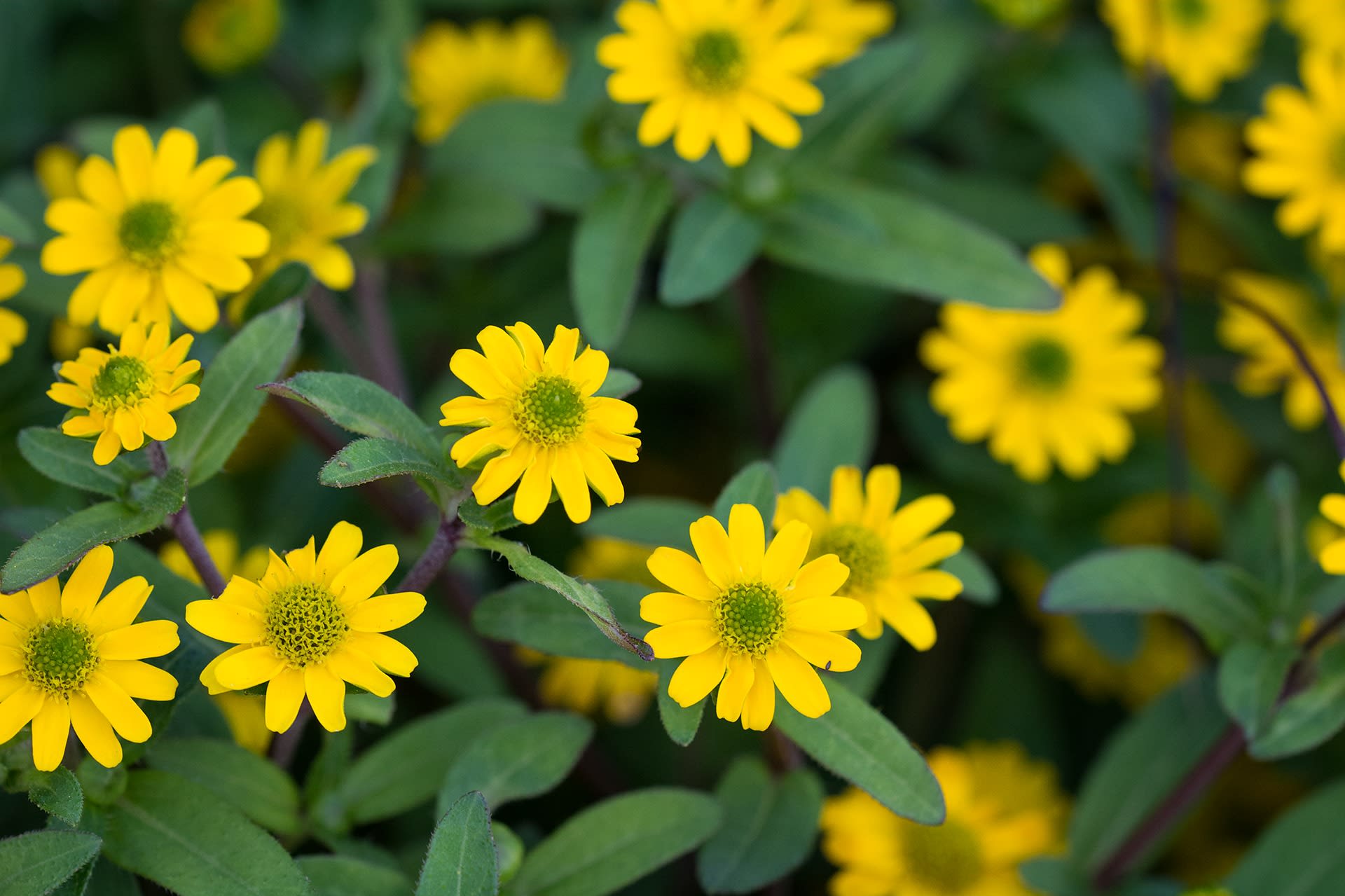 Sanvitalia procumbens