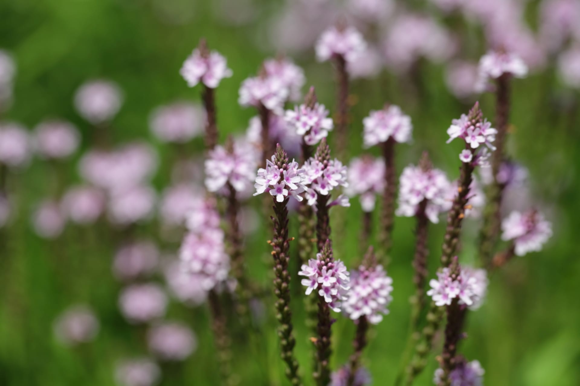 Werbena strzałkowata (Verbena hastata)