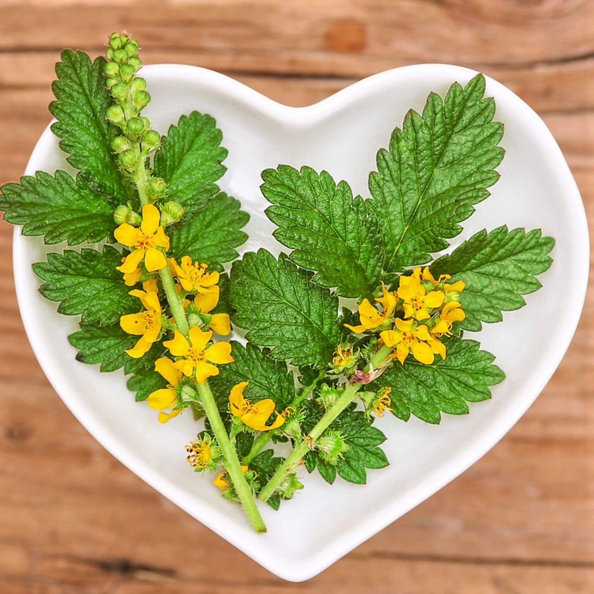 Rzepak (Agrimonia eupatoria) na pierwszy rzut oka przypomina odmianę wielkokwiatową (Verbascum densiflorum)