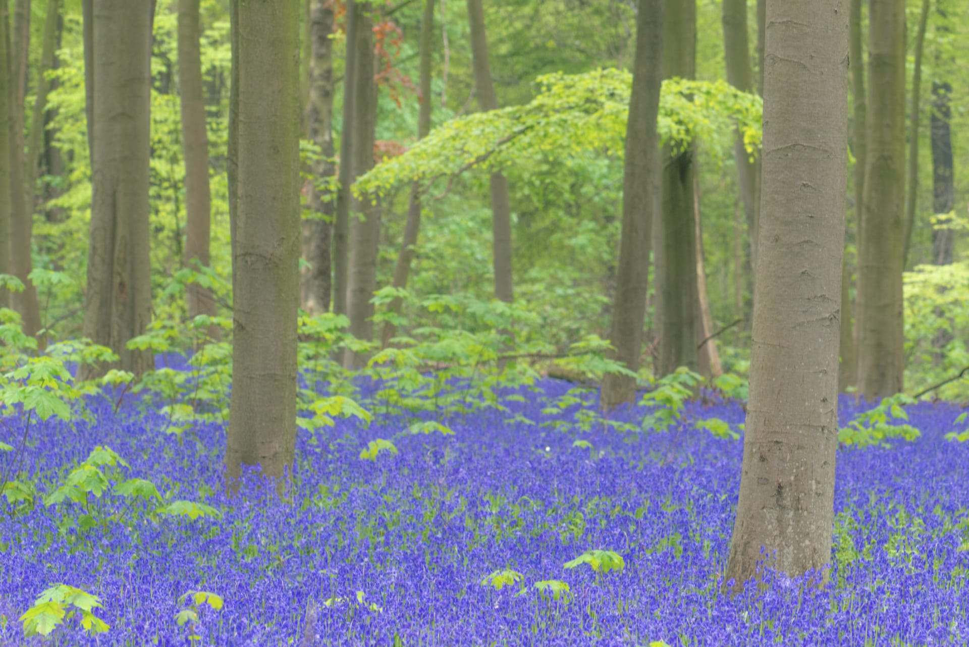 Hyacinthoides non-scripta 