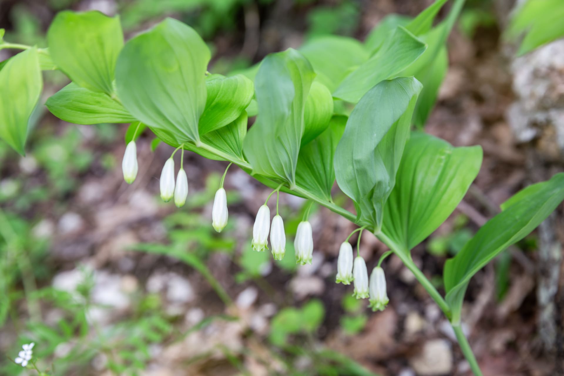 Polygonatum odoratum (Polygonatum odoratum)