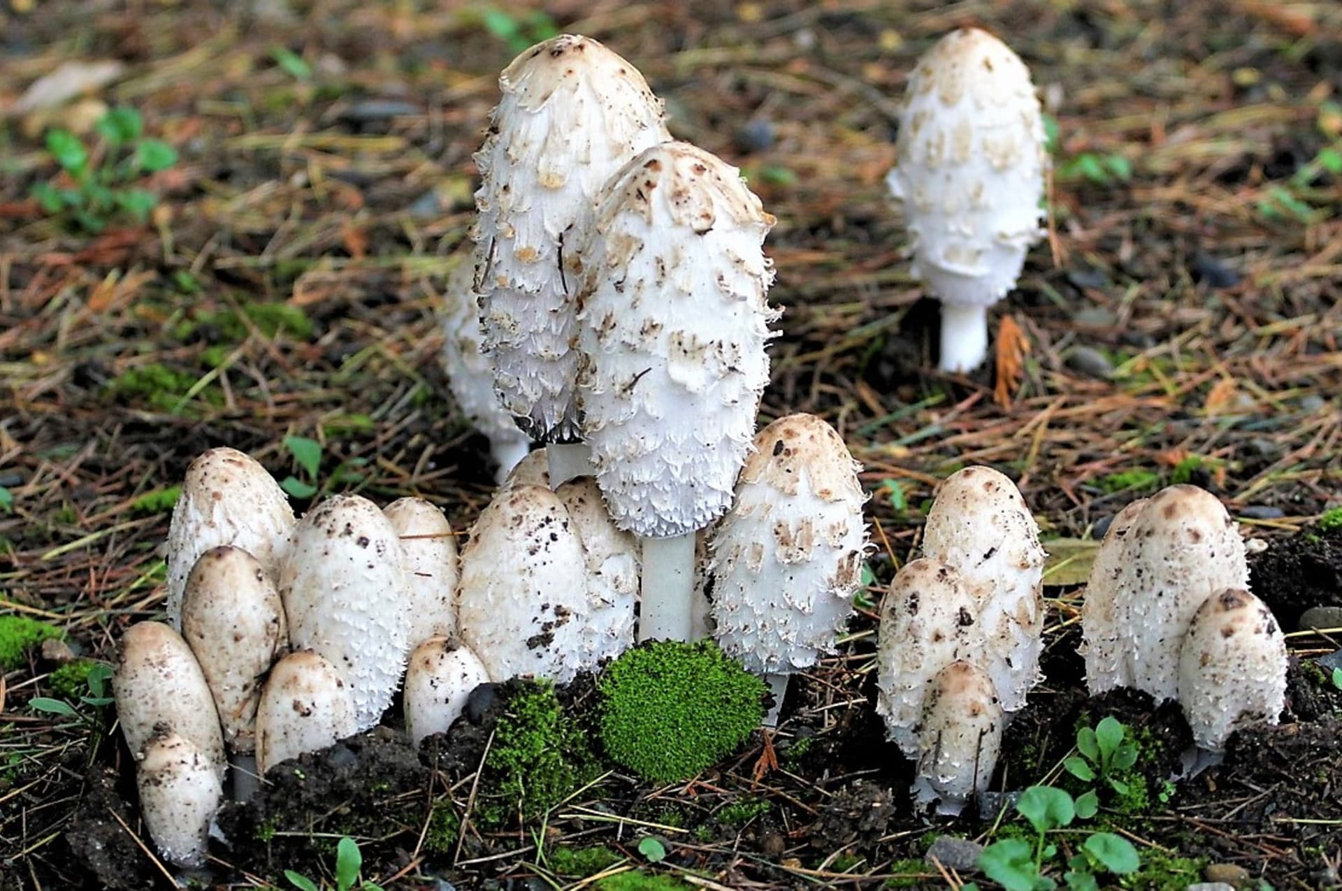 Chrząszcz gnojowy (Coprinus comatus), powszechnie znany jako chrząszcz gnojowy, można spotkać od maja do listopada na łąkach, polach, pastwiskach, ogrodach, hałdach kompostu, trawiastych poboczach dróg i jasnych lasach