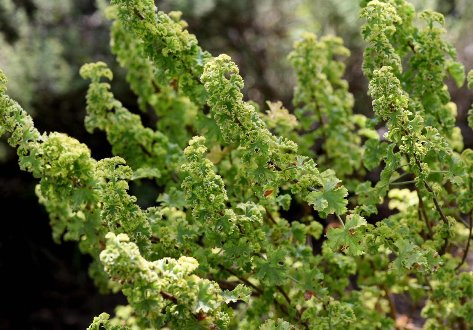 Pelargonium odoratissimum (Pelargonium odoratissimum)