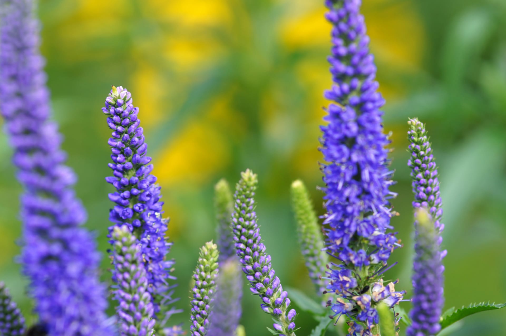 Veronica spicata (Veronica spicata)