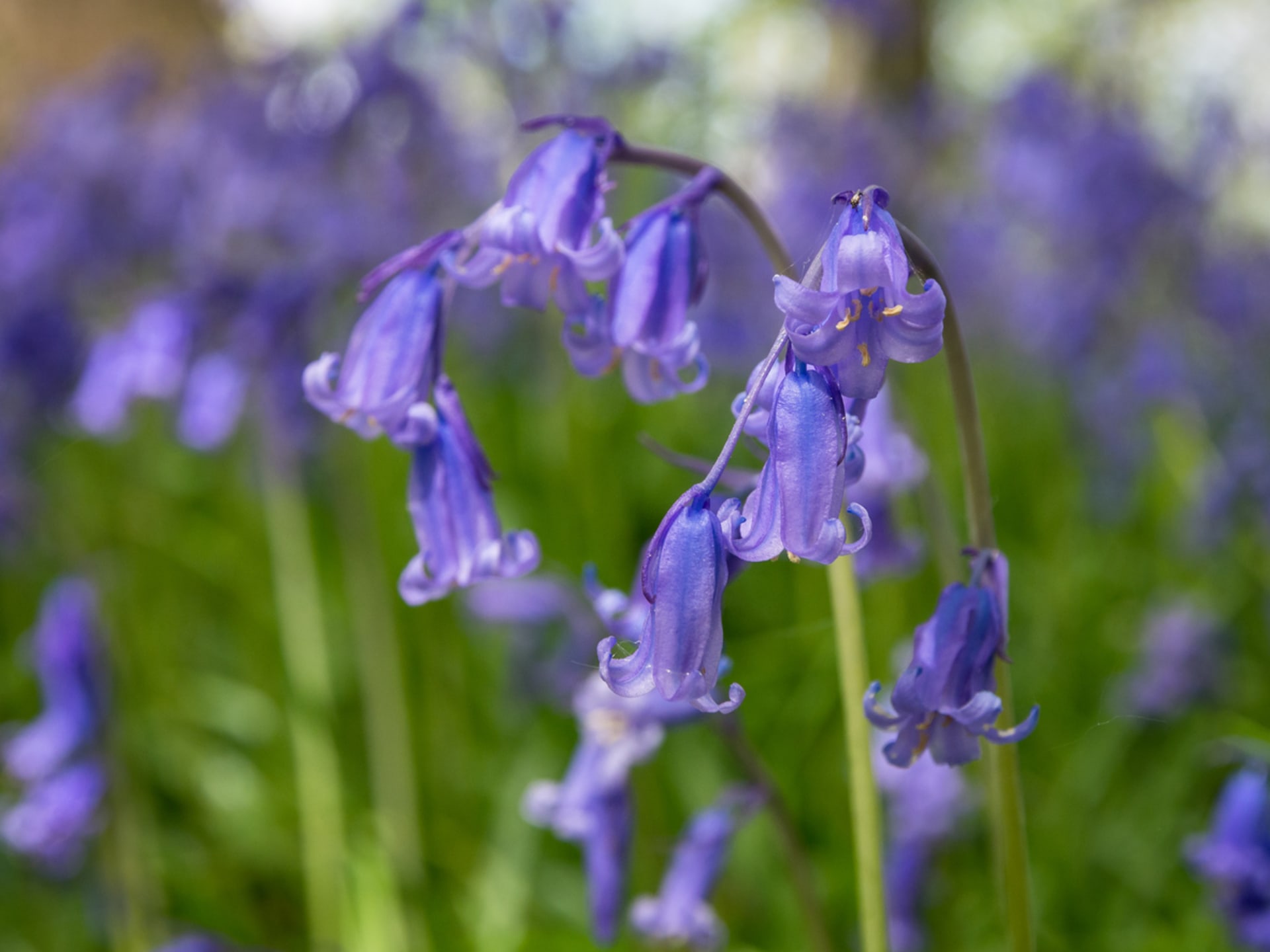 Hiacynt niebieskokwiatowy (Hyacinthoides non-scripta) 