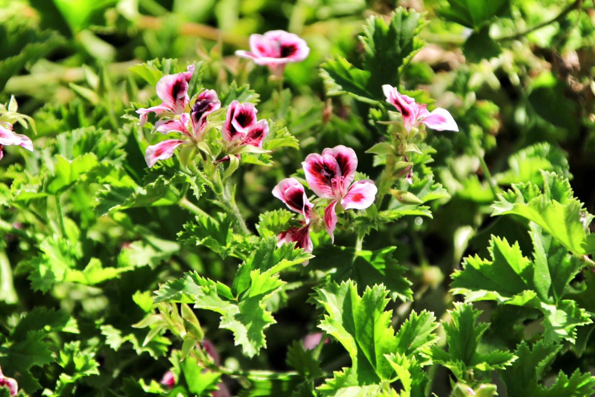 Pelargonia chrupiąca