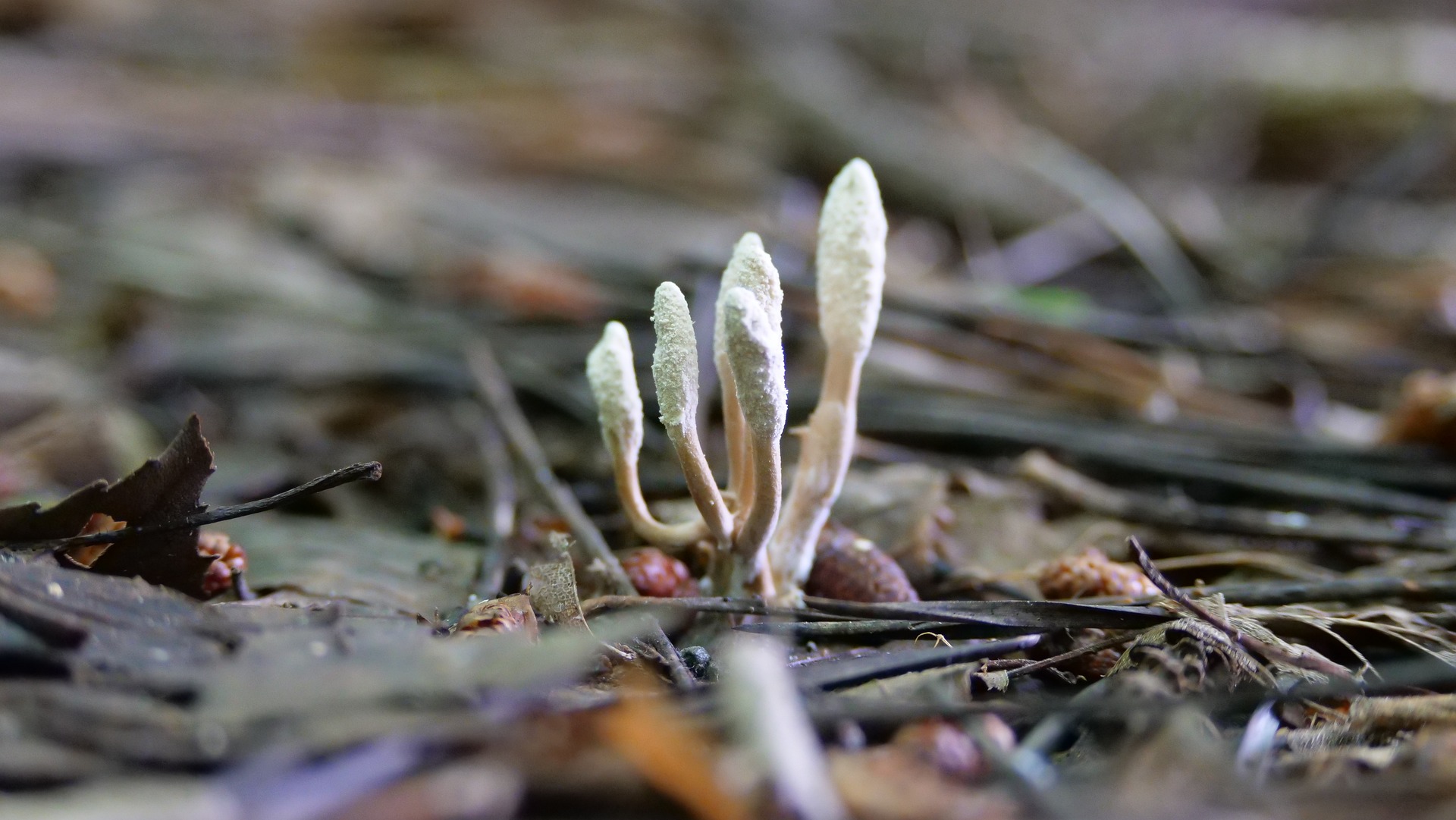 Kordyceps 3