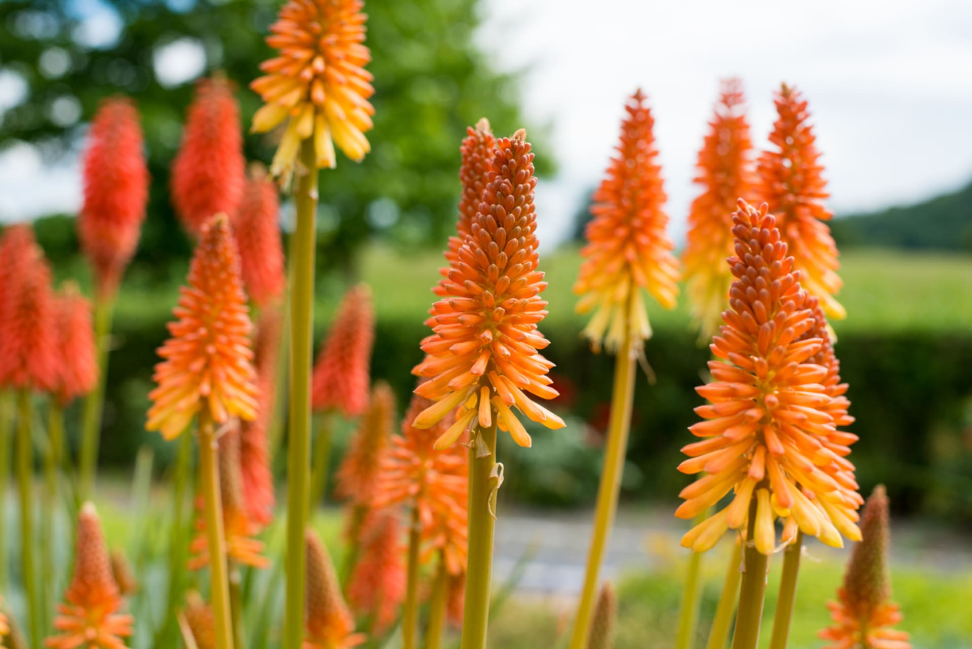 Kniphofia uvaria