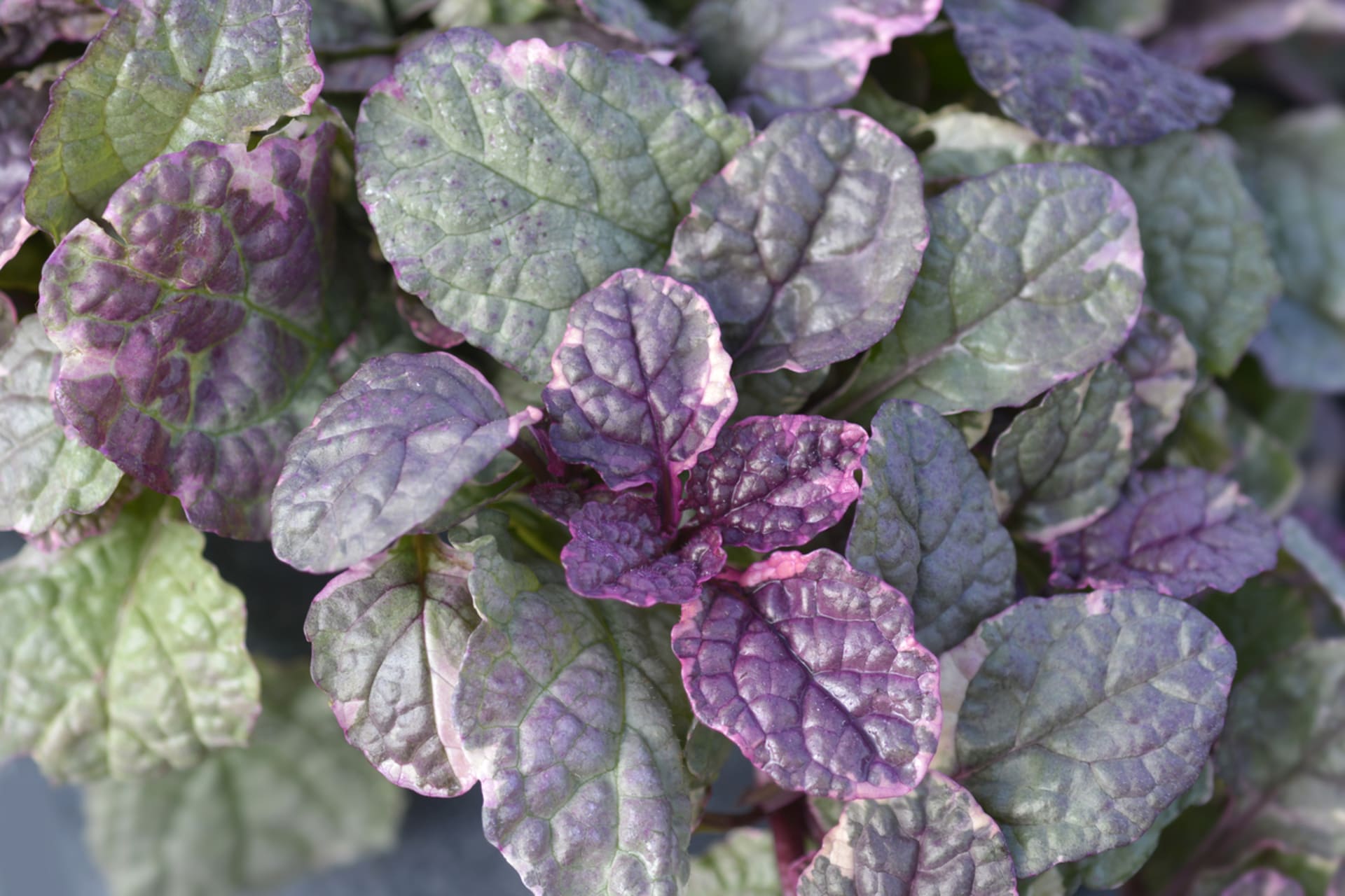 Ajuga reptans (Ajuga reptans)