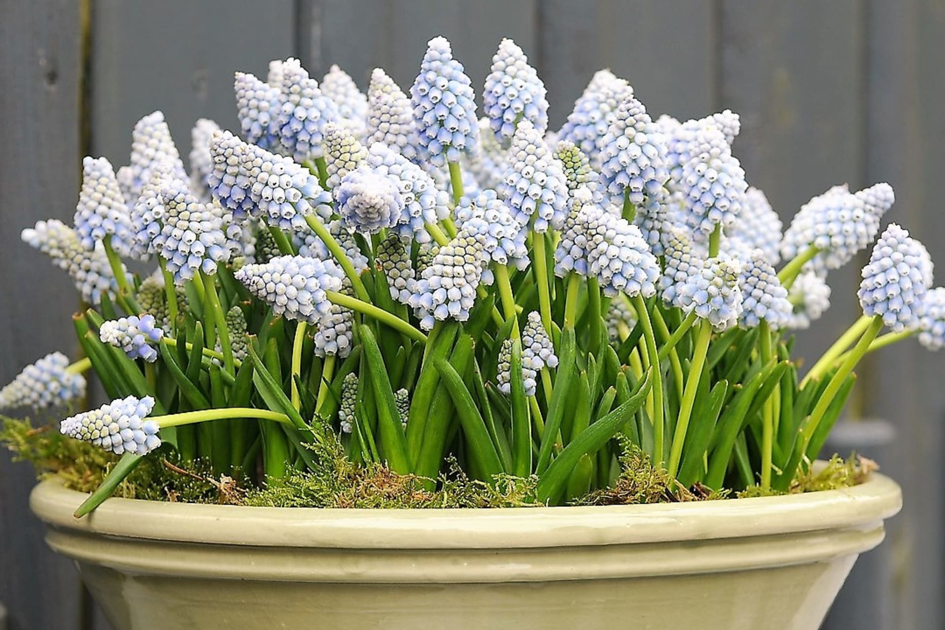 Większość gatunków borówki amerykańskiej (najczęściej Muscari armeniacum) można z powodzeniem uprawiać w pojemnikach