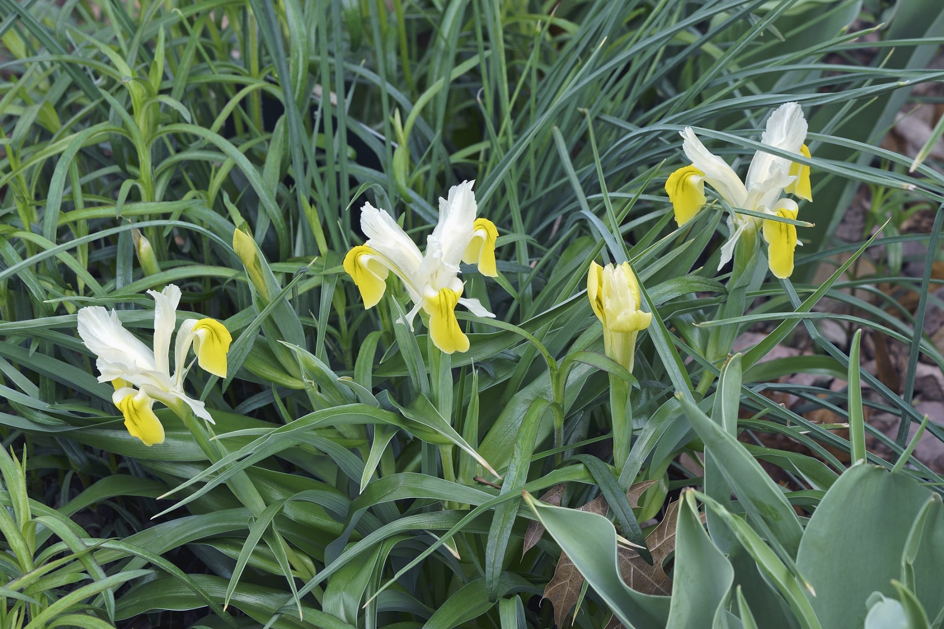 Irys bucharica (Iris bucharica)