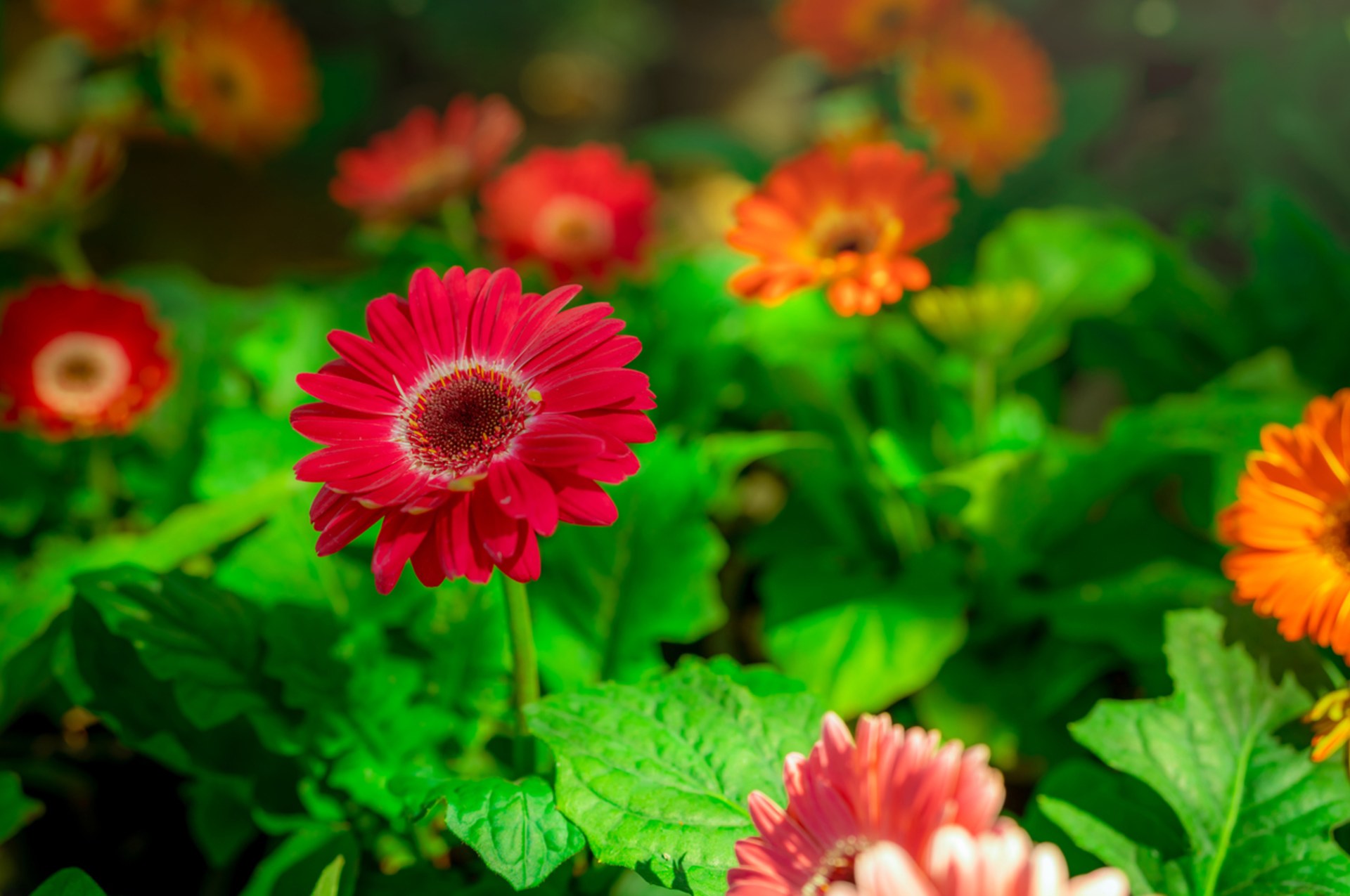 Gerbera (Gerbera)