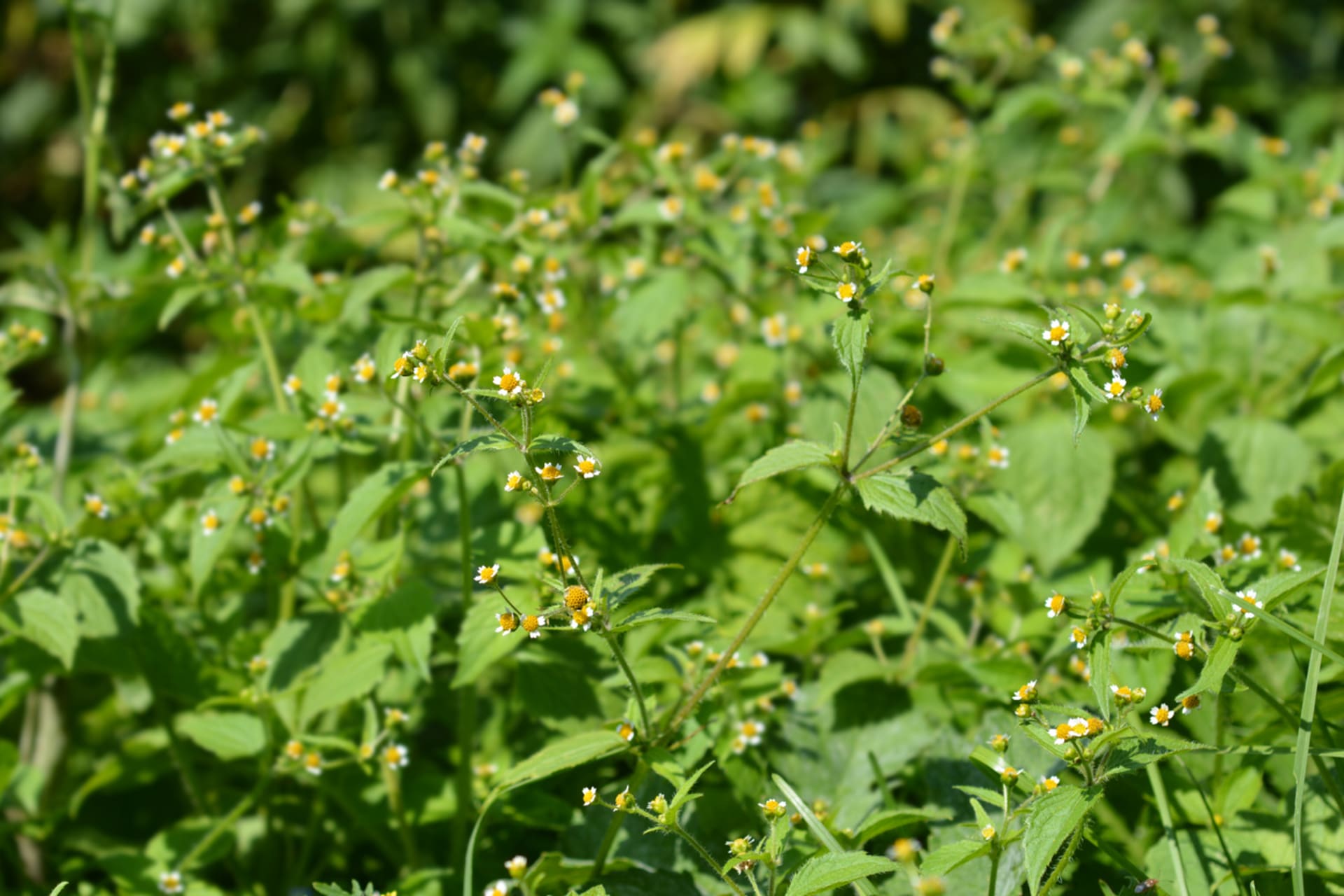 Galinsoga parviflora, jeden z najbardziej trwałych chwastów jednorocznych, dorasta do wysokości około 40 cm, ma nagą łodygę, ogonkowe, drobno ząbkowane liście i drobne, białe kwiaty przypominające trochę stokrotkę.