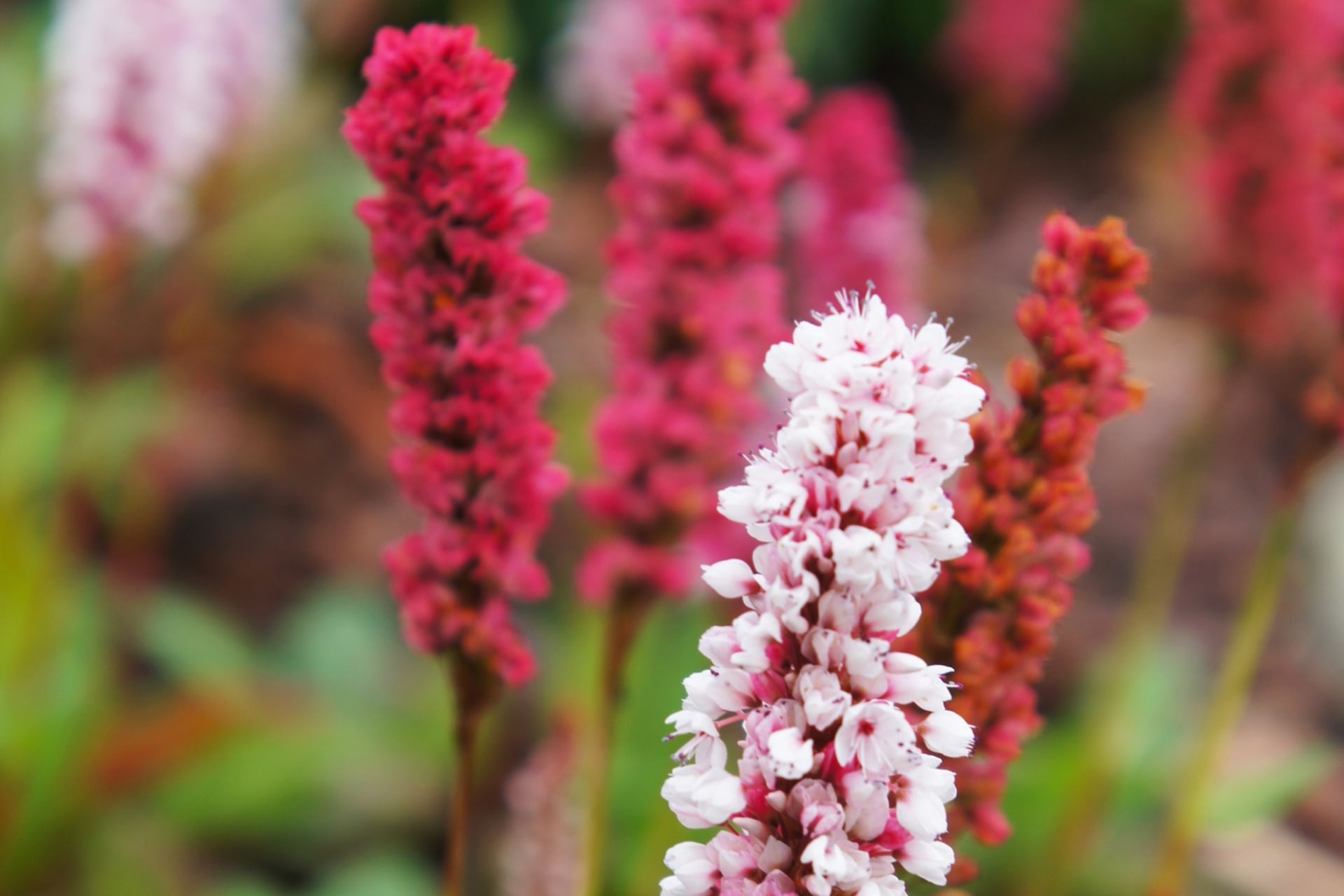 Persicaria affinis