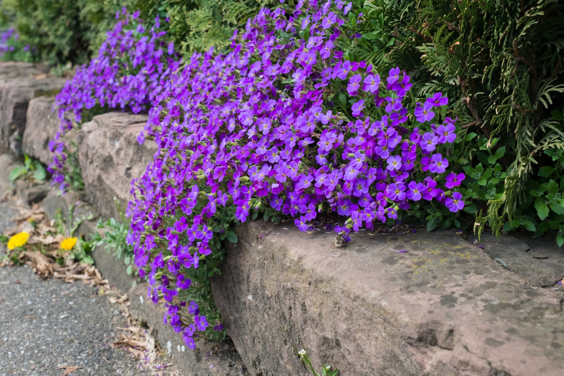 Aubrieta hybrida (Aubrieta hybrida)