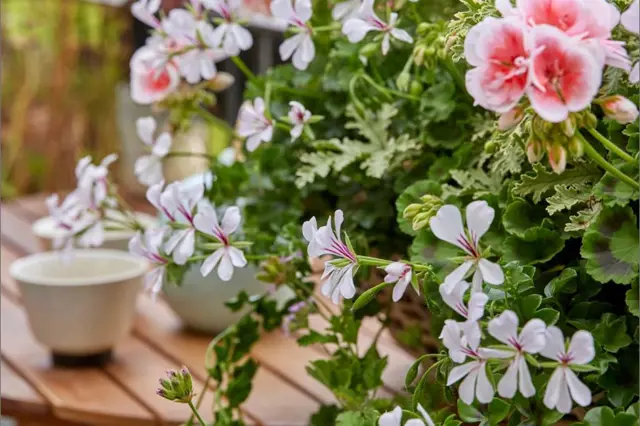 Wszystkie pelargonie są piękne, ale to Ty musisz sam wybrać NAJLEPSZY na swój balkon, ogród czy taras