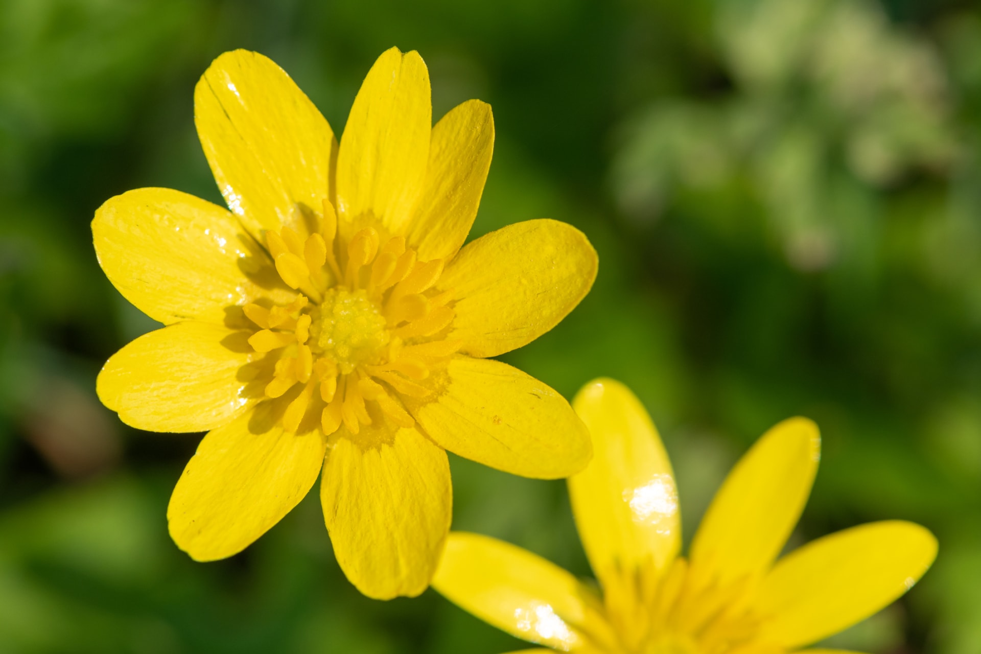 Orsay (Ficaria verna)