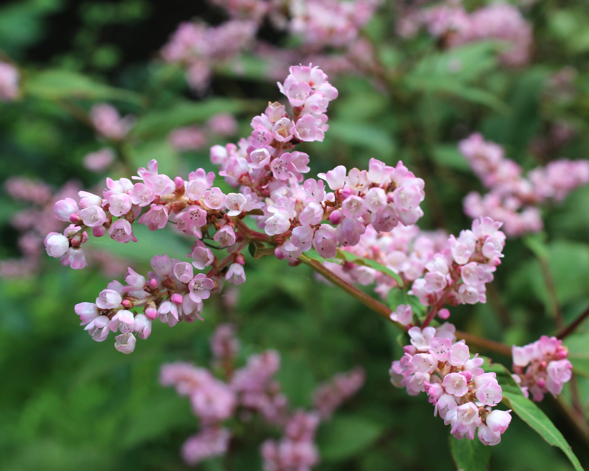 Persicaria dzwonkowata  