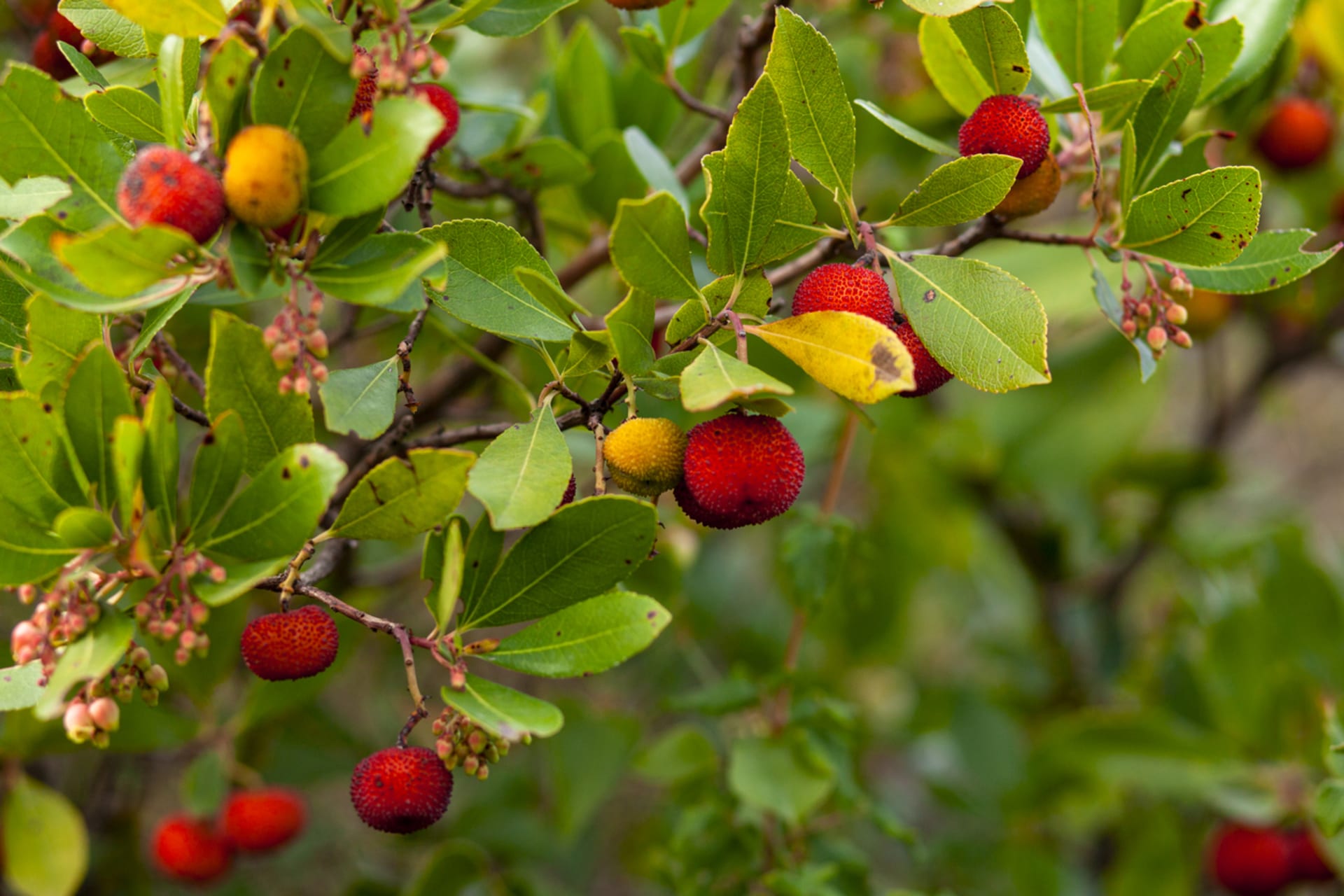 Arbutus unedo (Arbutus unedo)