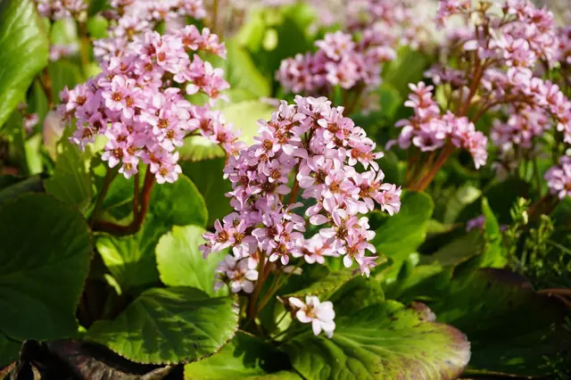 Bergenia