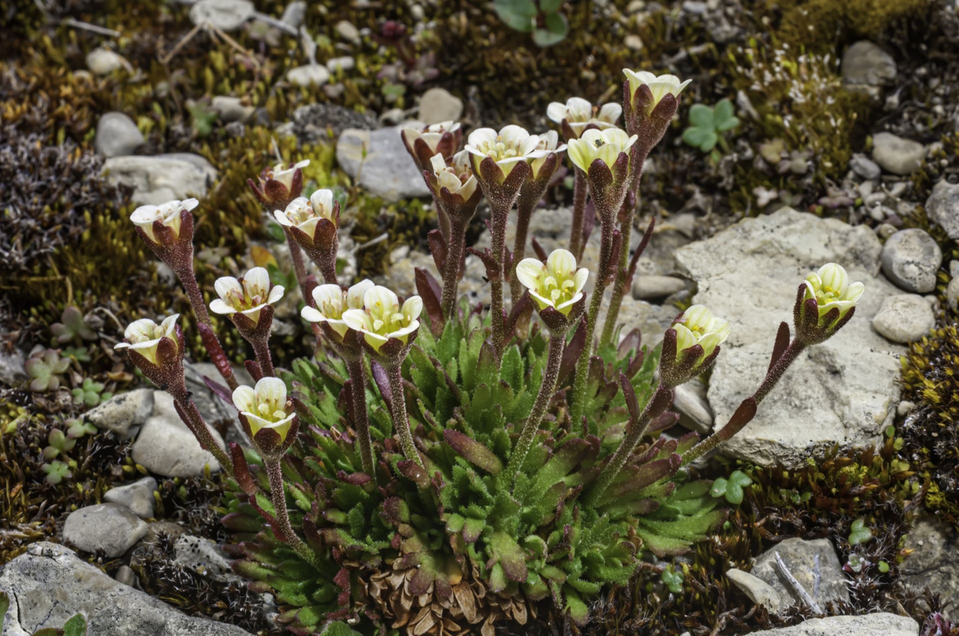 Saxifraga cespitosa (Saxifraga cespitosa)