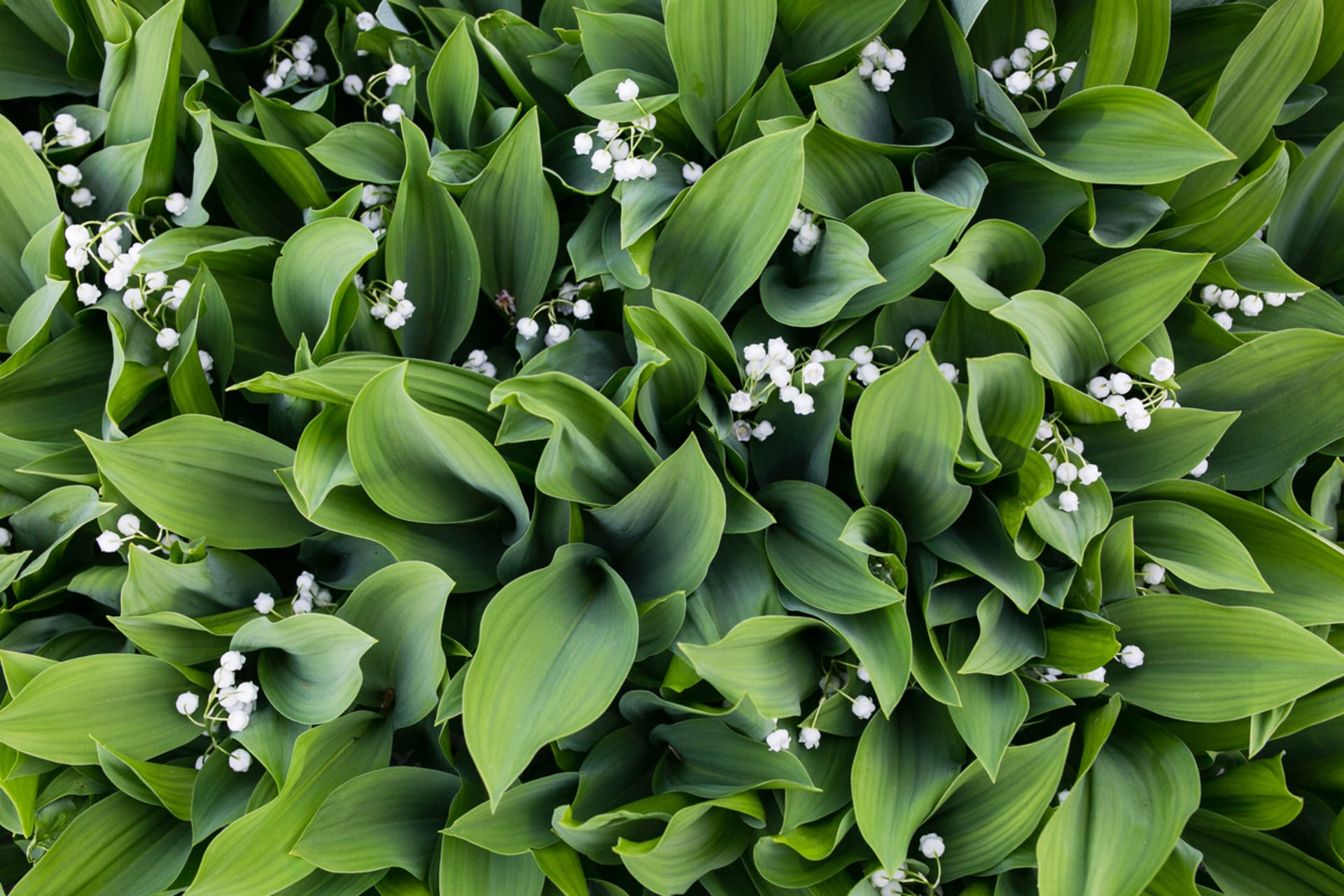 Konwalia (Convallaria majalis)