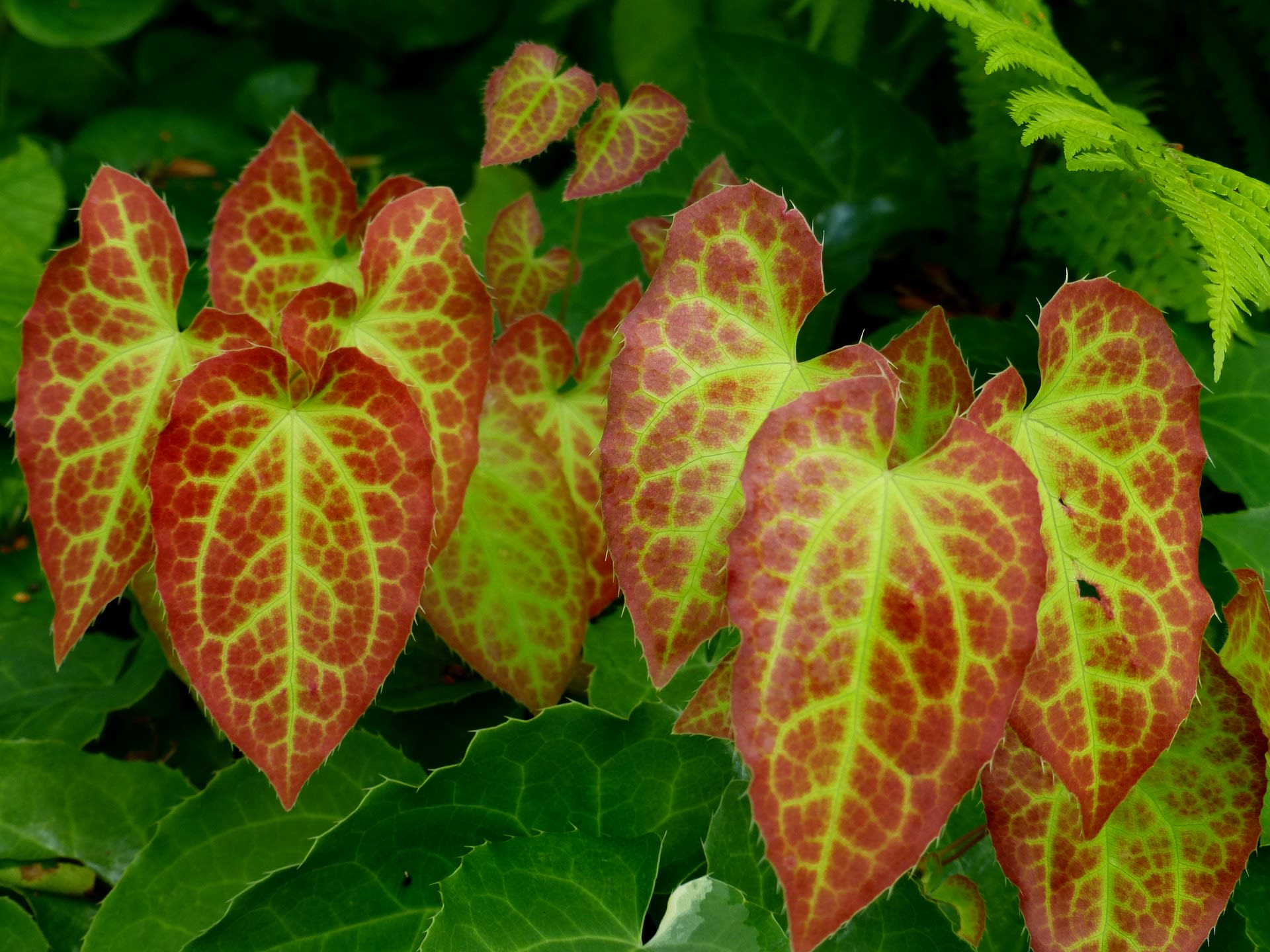 Oregano (Epimedium)