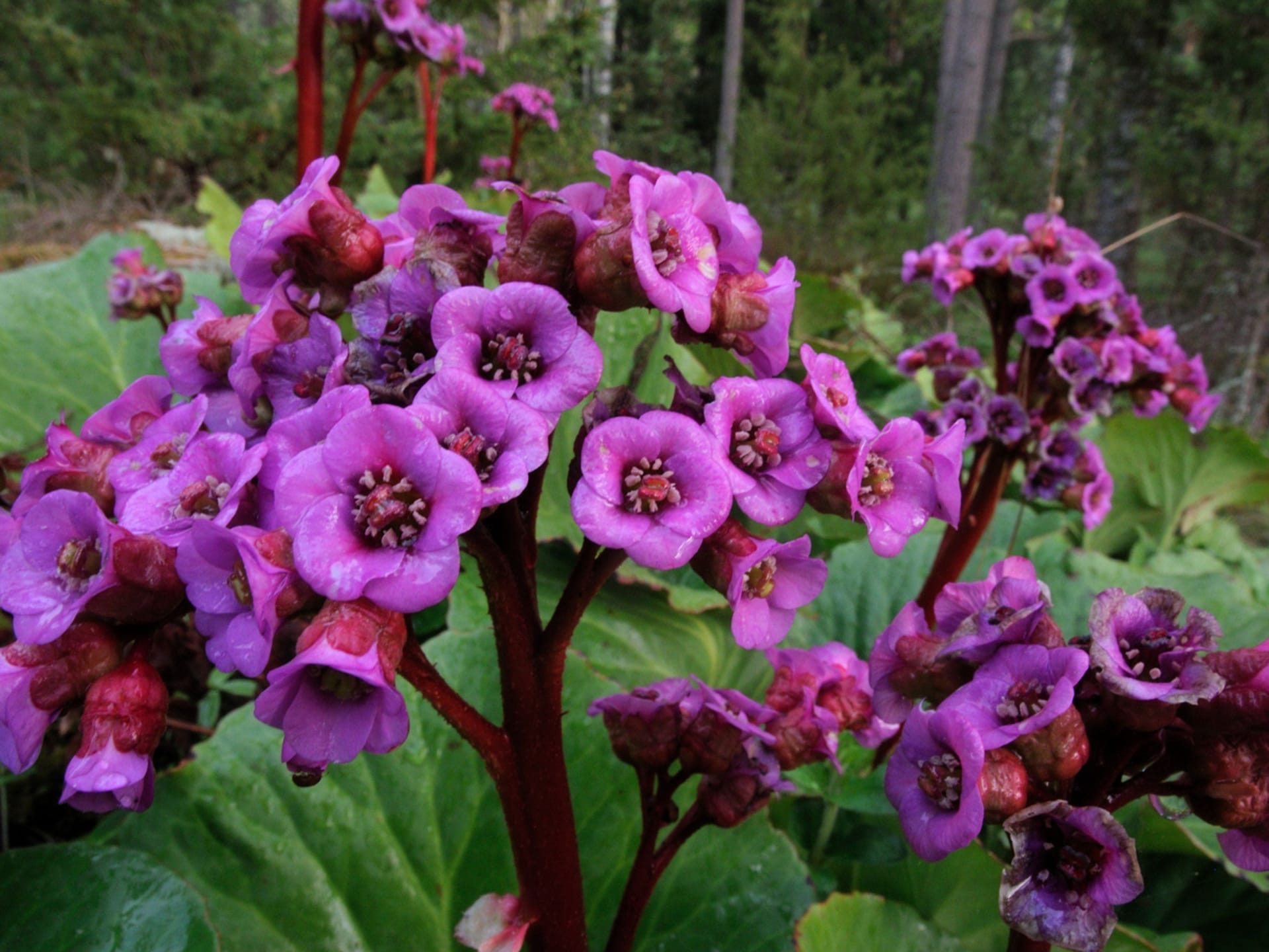 Bergenia (Bergenia)