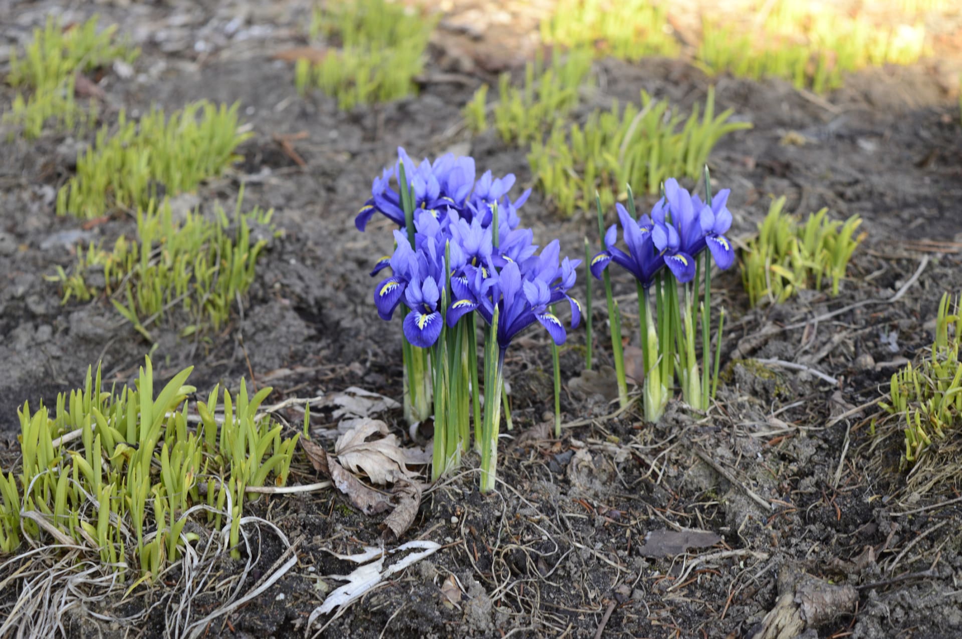 Siatkowa tęczówka (Iris reticulata)