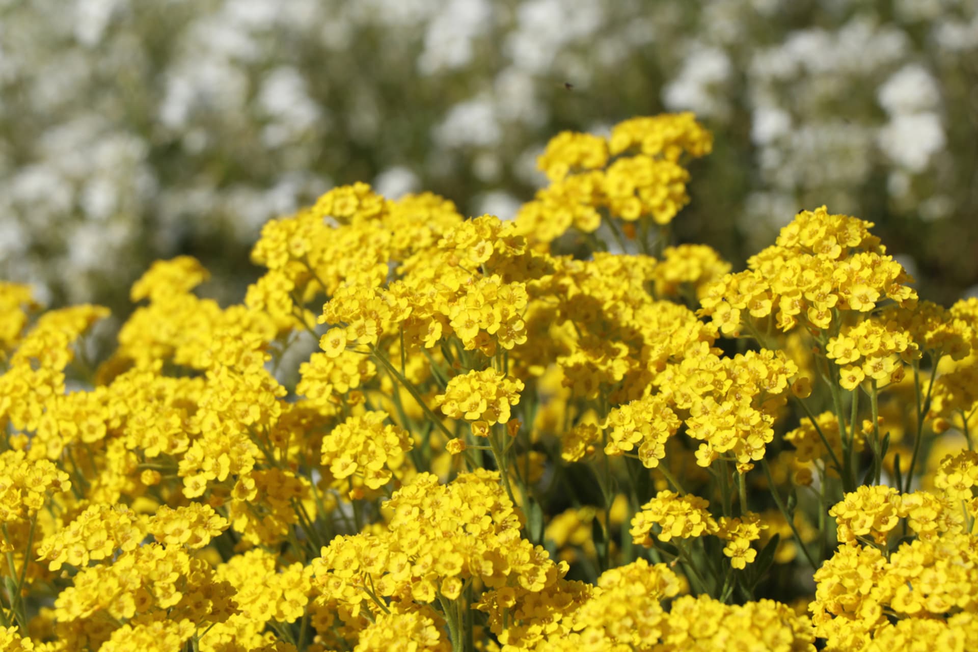 Alyssum saxatile (Alyssum saxatile)